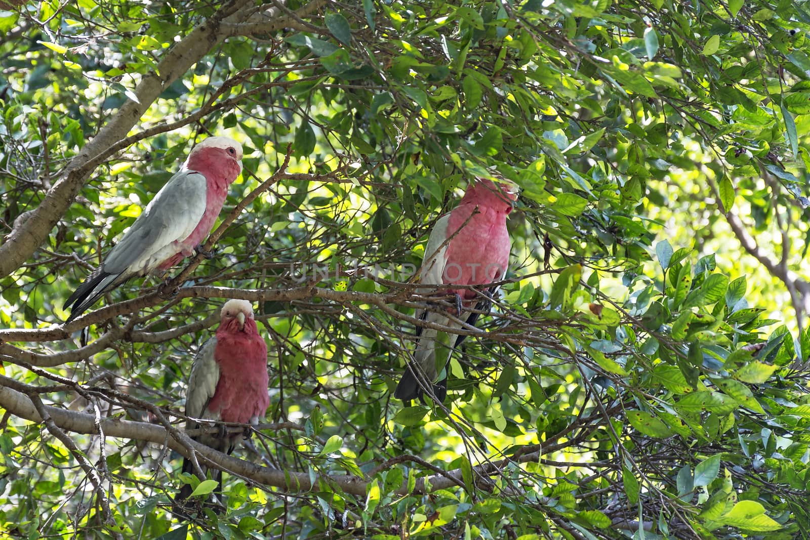 Parrots white and red color sitting on the branches of a tree by Grommik