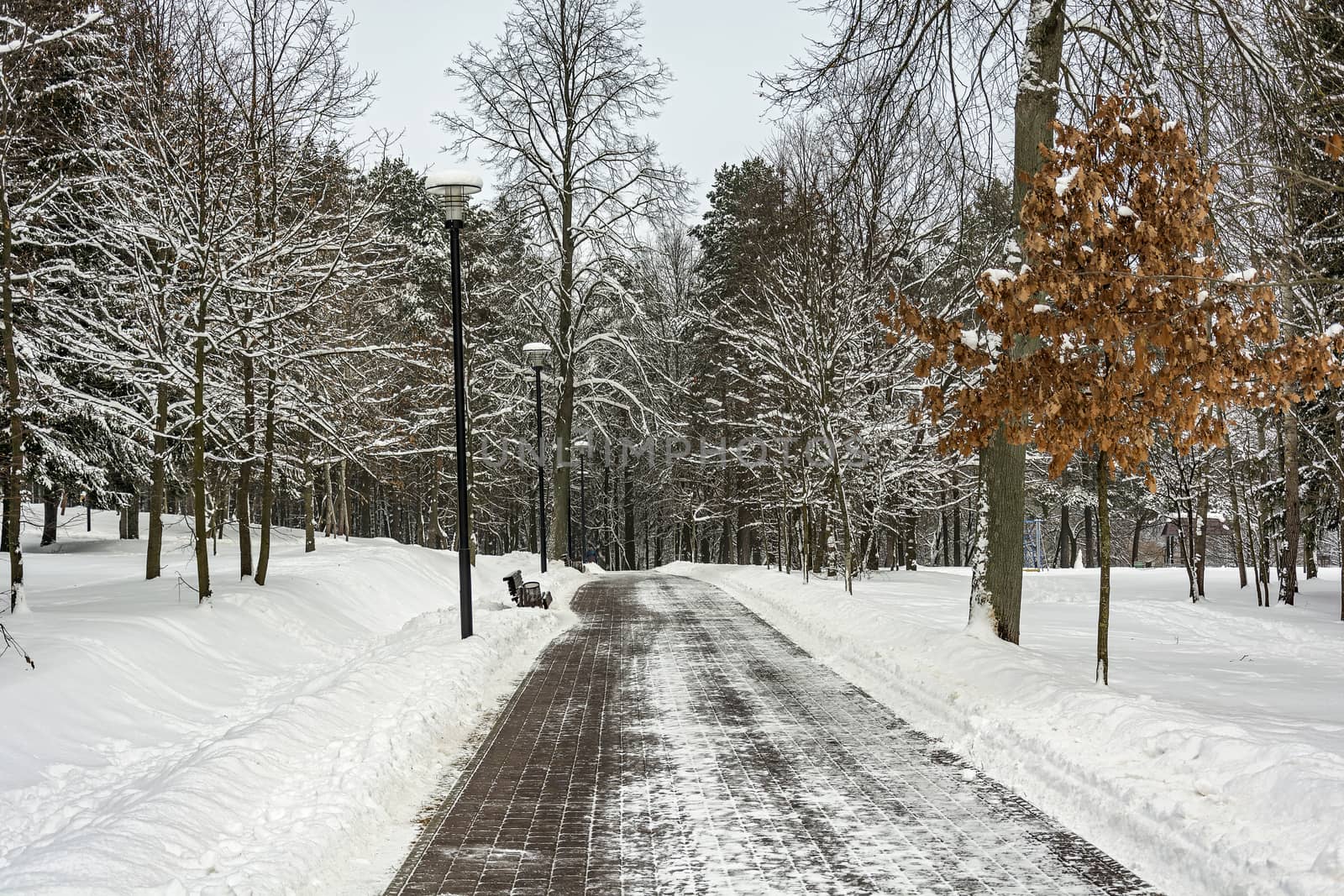 Winter landscape. Deserted alley in a city park by Grommik