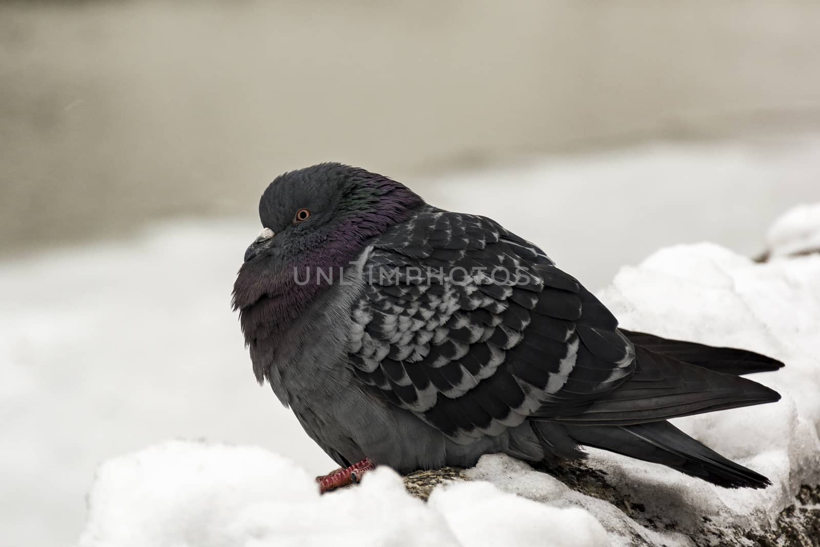 The white snow sits a lone white dove