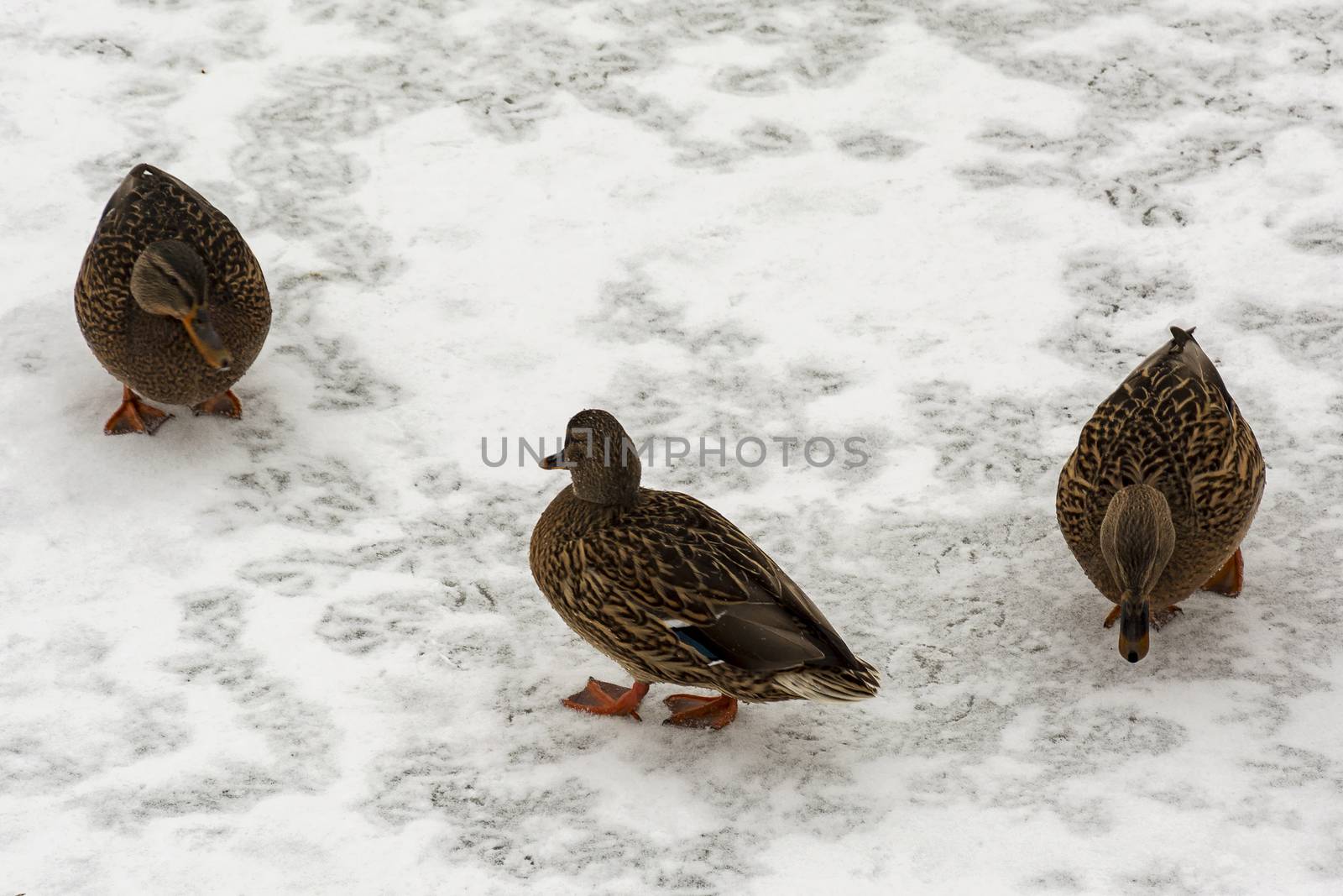 Three wild duck on the white snow in search of food by Grommik