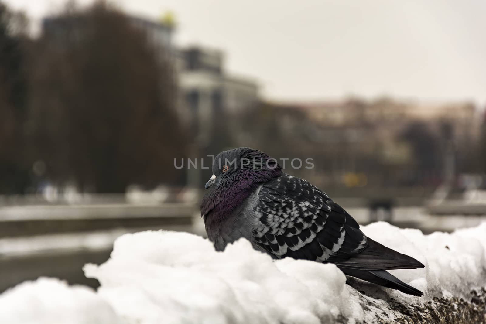 The white snow sits a lone gray pigeon