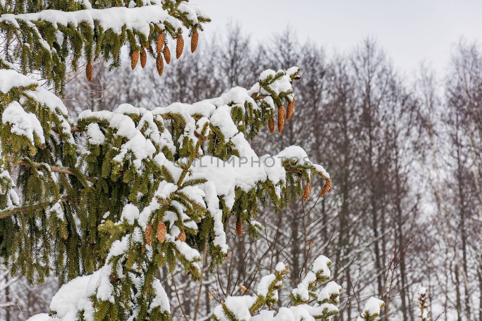 Brown cones hanging from the branches of spruce covered with sno by Grommik