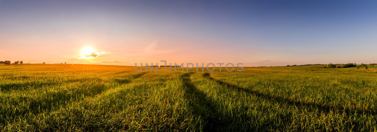 Sunset or sunrise in an agricultural field with ears of young green wheat and a path through it on a sunny day. The rays of the sun pushing through the clouds. Panorama.