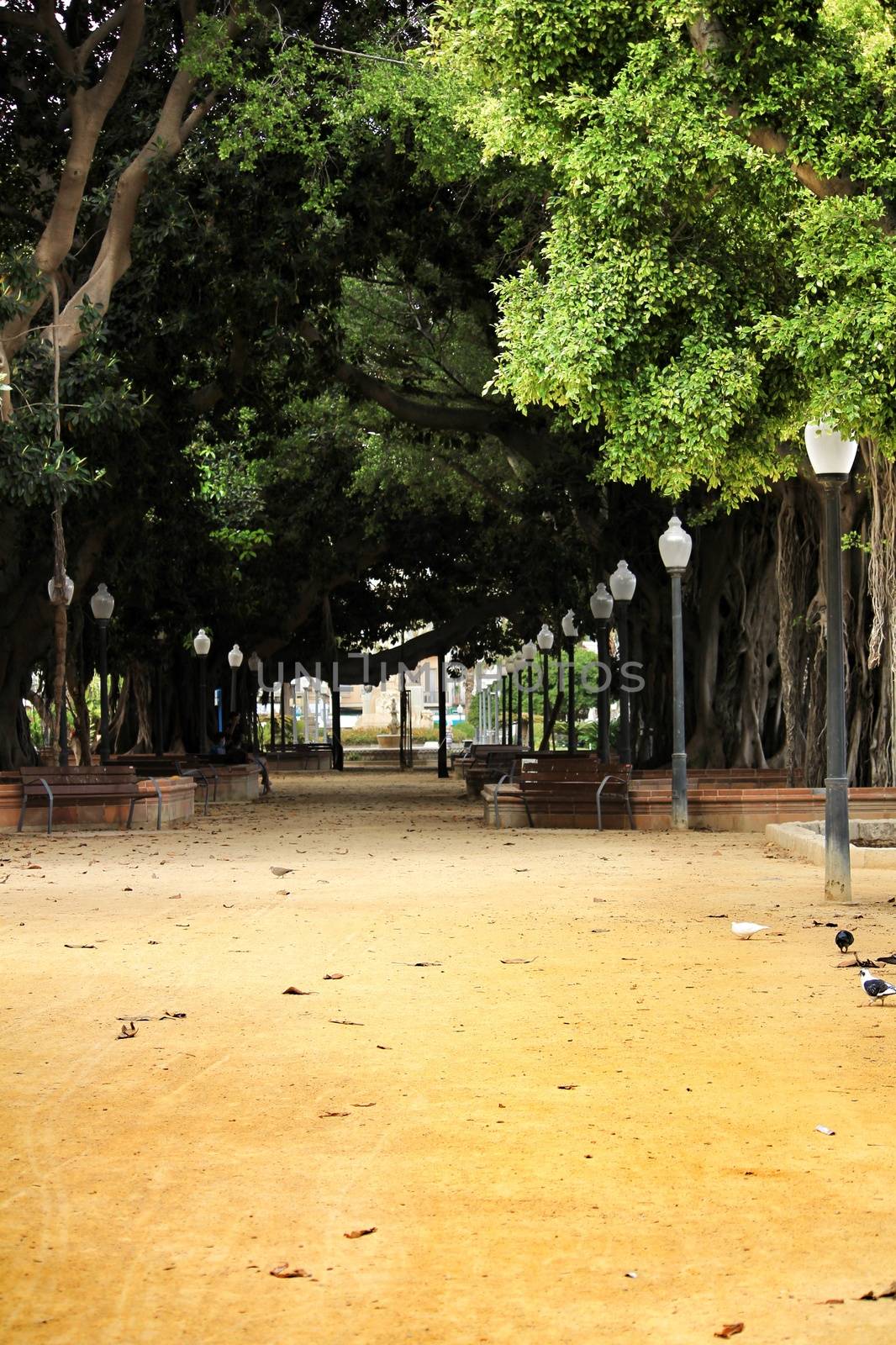 Famous park in Alicante called Canalejas park with its centenary ficus trees