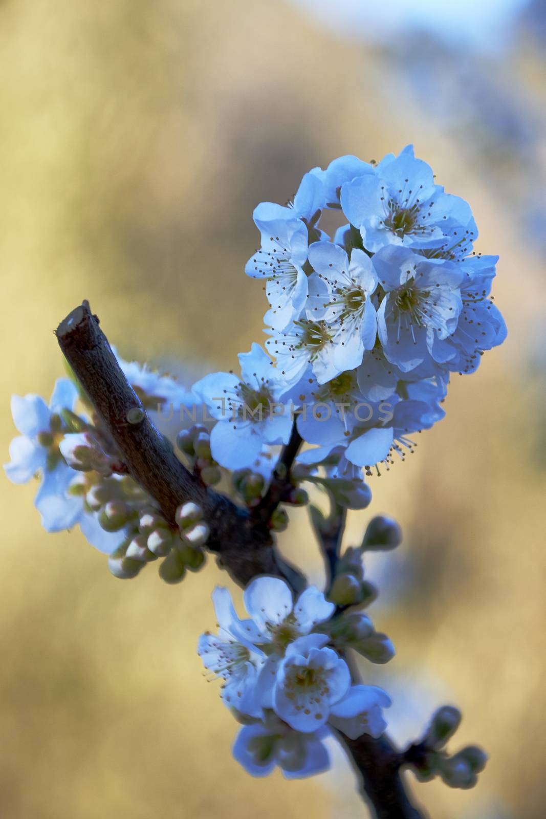 Cherry blossoms in bright day, unfocused background, branch, colorful