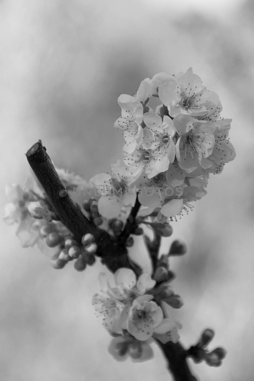 Cherry blossoms in bright day, unfocused background, branch, black and white