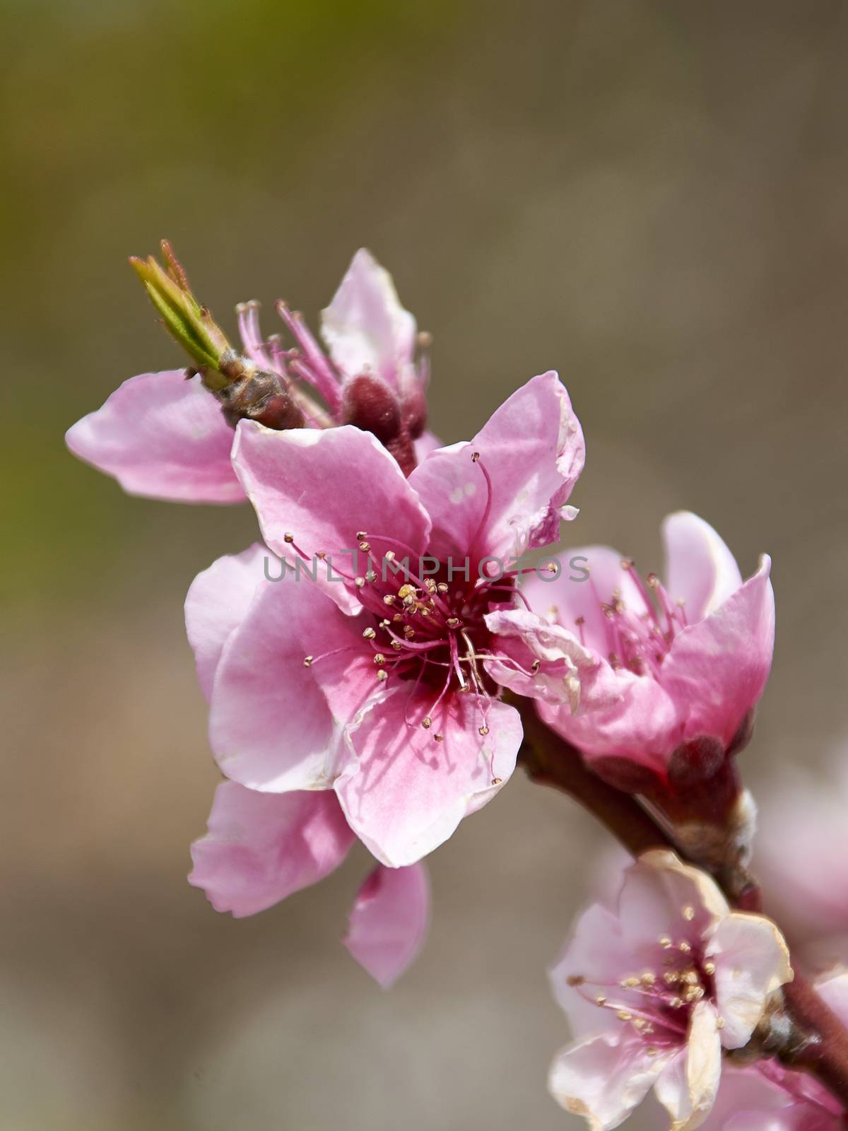 Cherry blossoms in bright day, unfocused background, branch, colorful