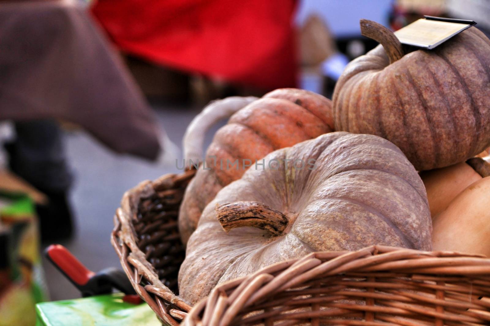 Fresh pumpkins for sale at the local ecological market in the main square of the Raval neighborhood in Elche