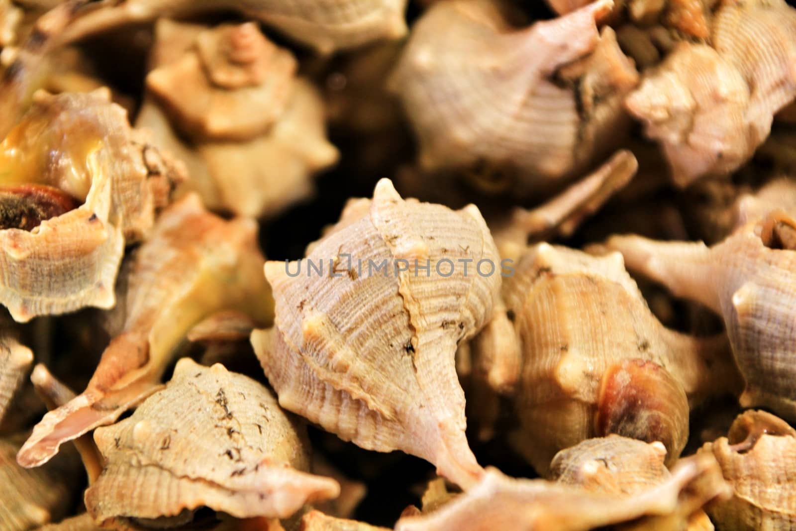 Conch shell aperitif texture in Spain