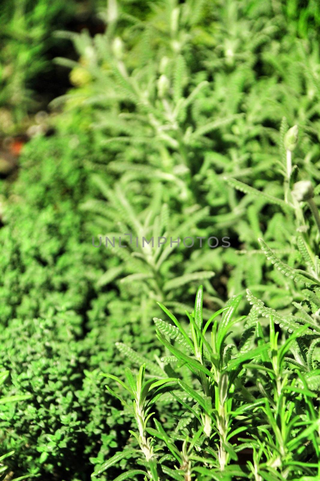 Fresh aromatic herbs in a shop by soniabonet