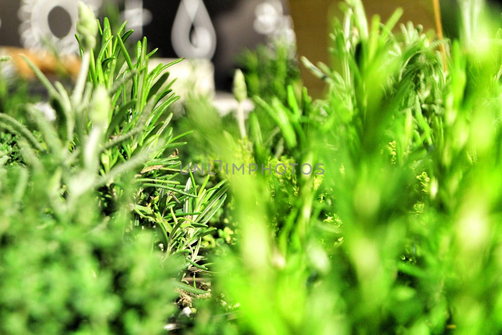 Fresh aromatic herbs in a shop by soniabonet