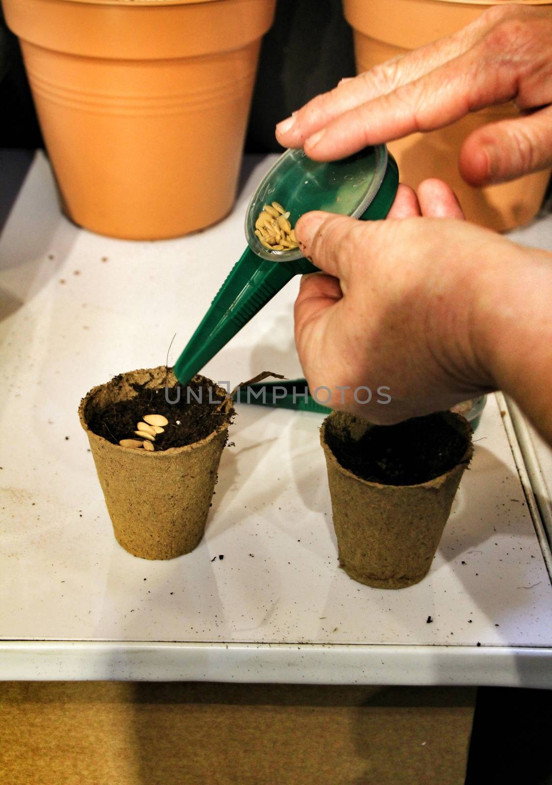 Hands of adult woman planting seeds in biodegradable seedbeds by soniabonet