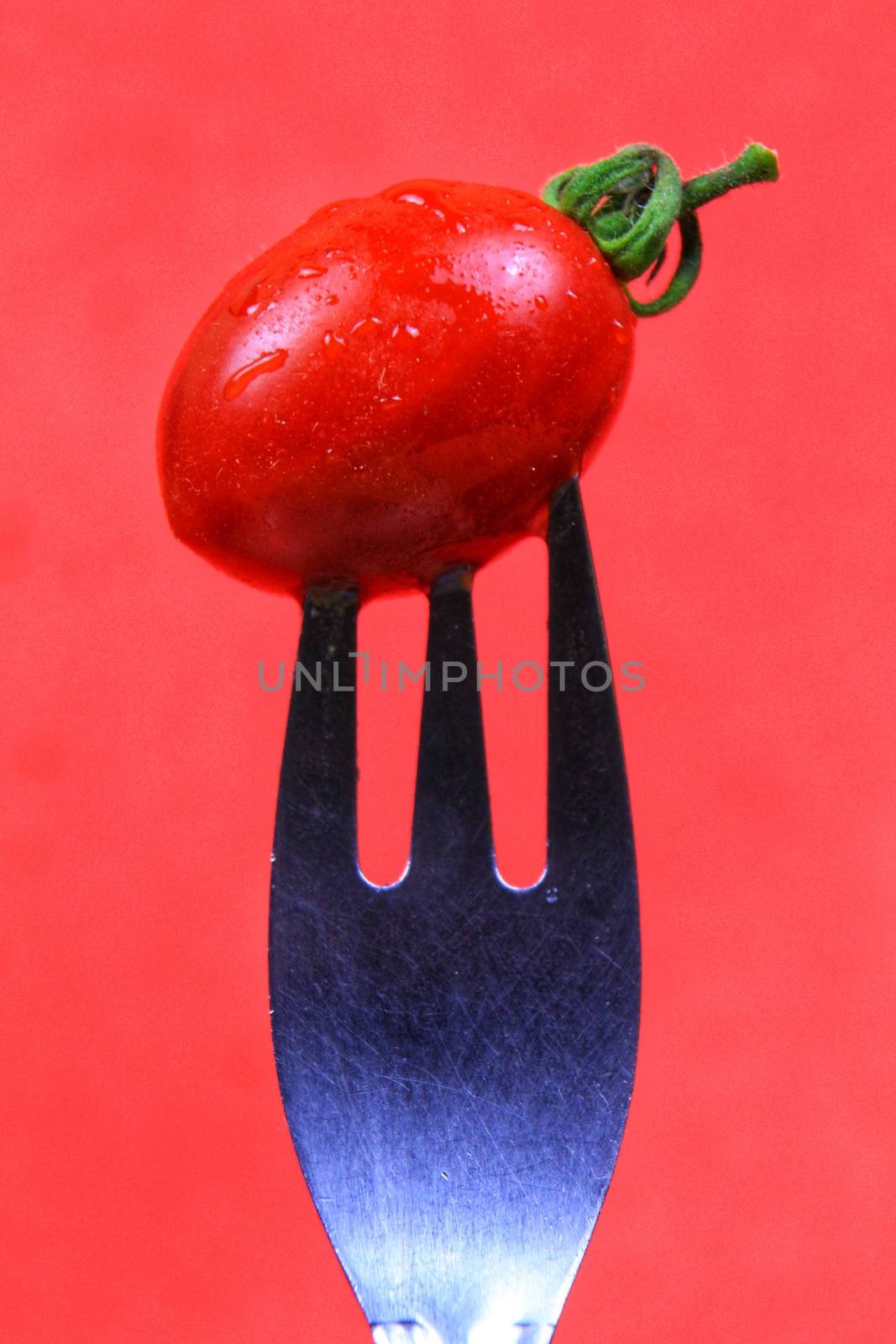 Little cherry tomato pricked on fork on red background