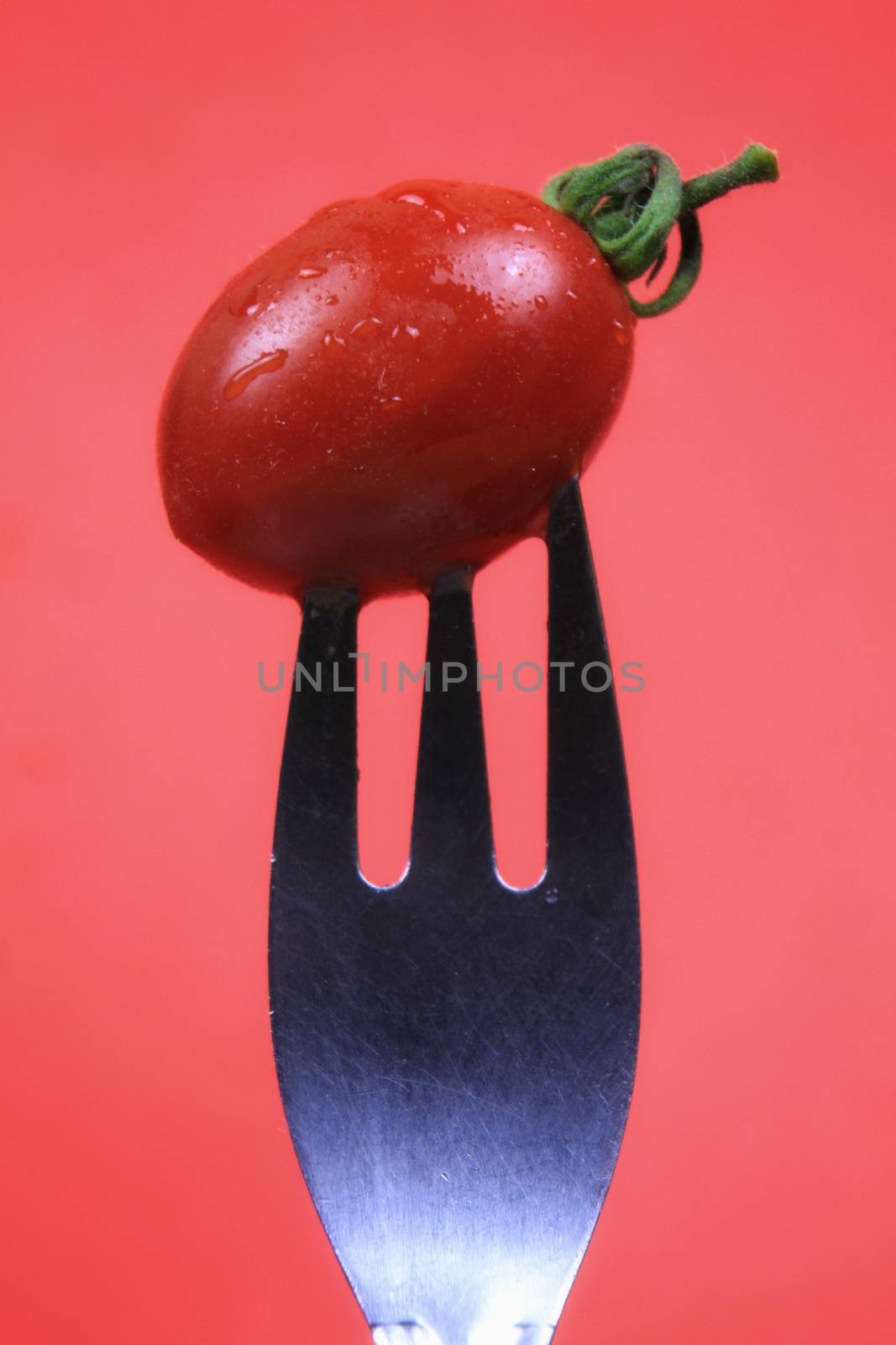 Little cherry tomato pricked on fork on red background