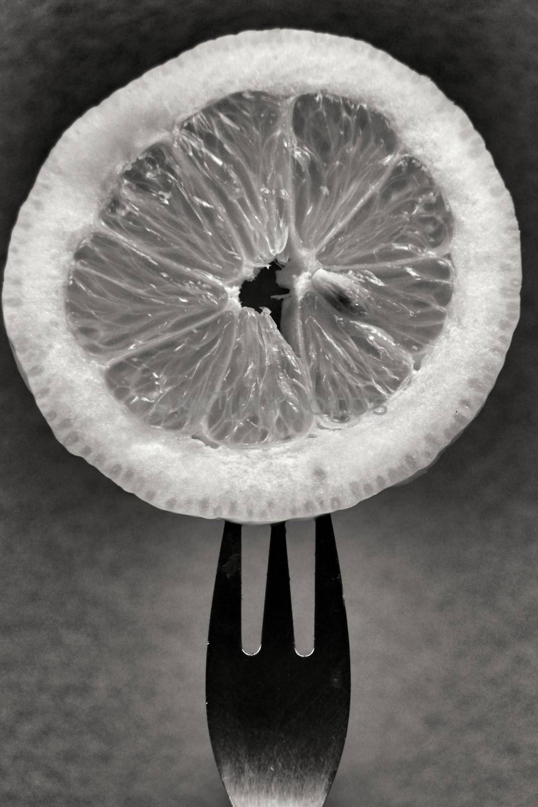 Slice of lemon pricked on fork. Monochrome photography.