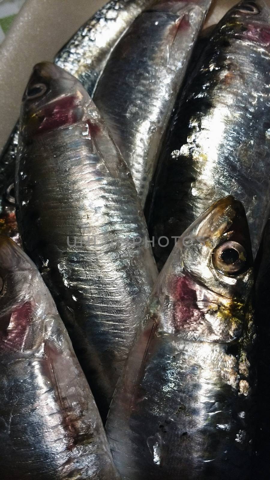 Fresh fish sardines background at a market stall by soniabonet