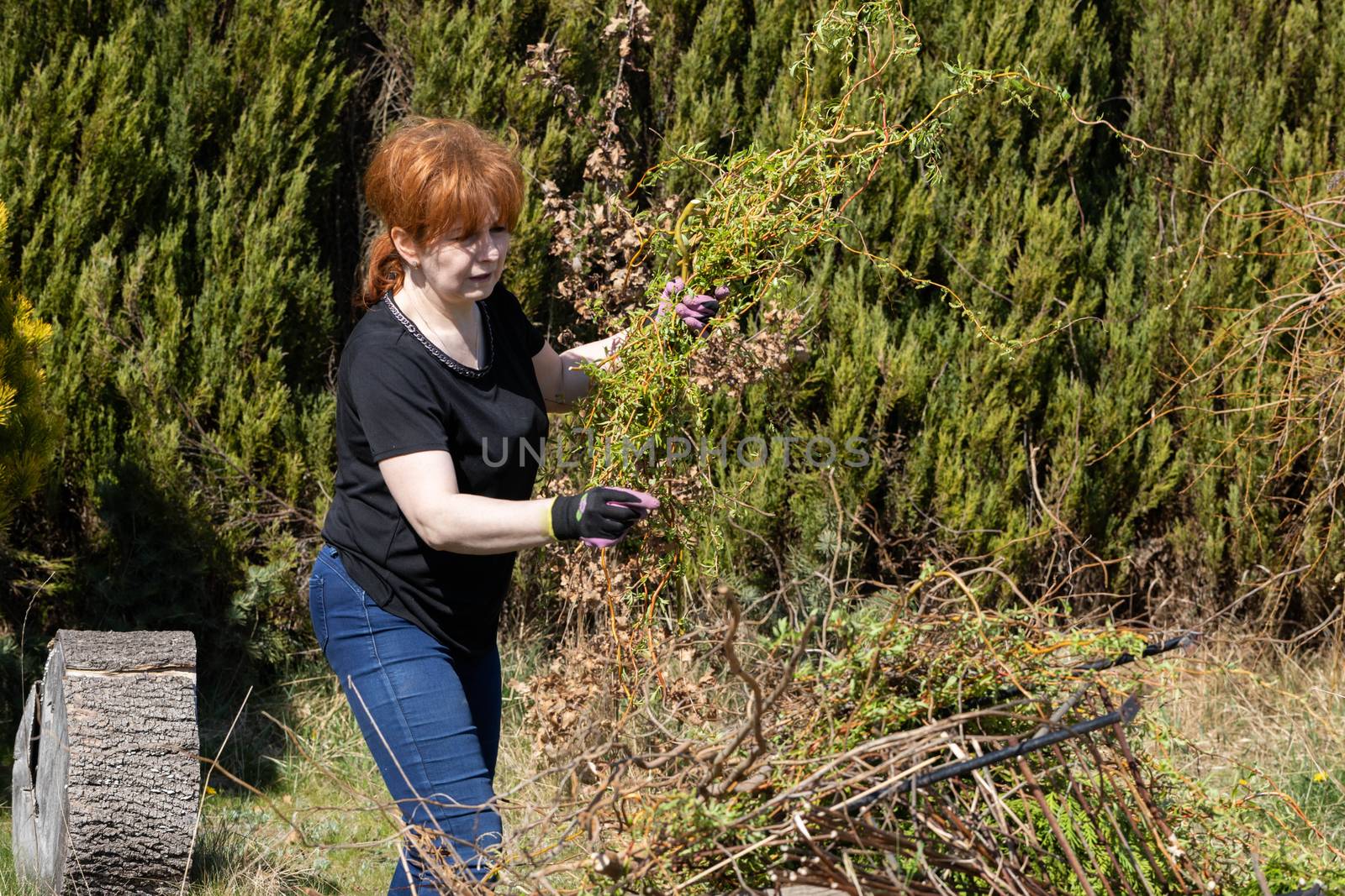 The red-haired woman works at laying cut branches of a weeping willow. Spring cleaning in the garden by the decorative trees.