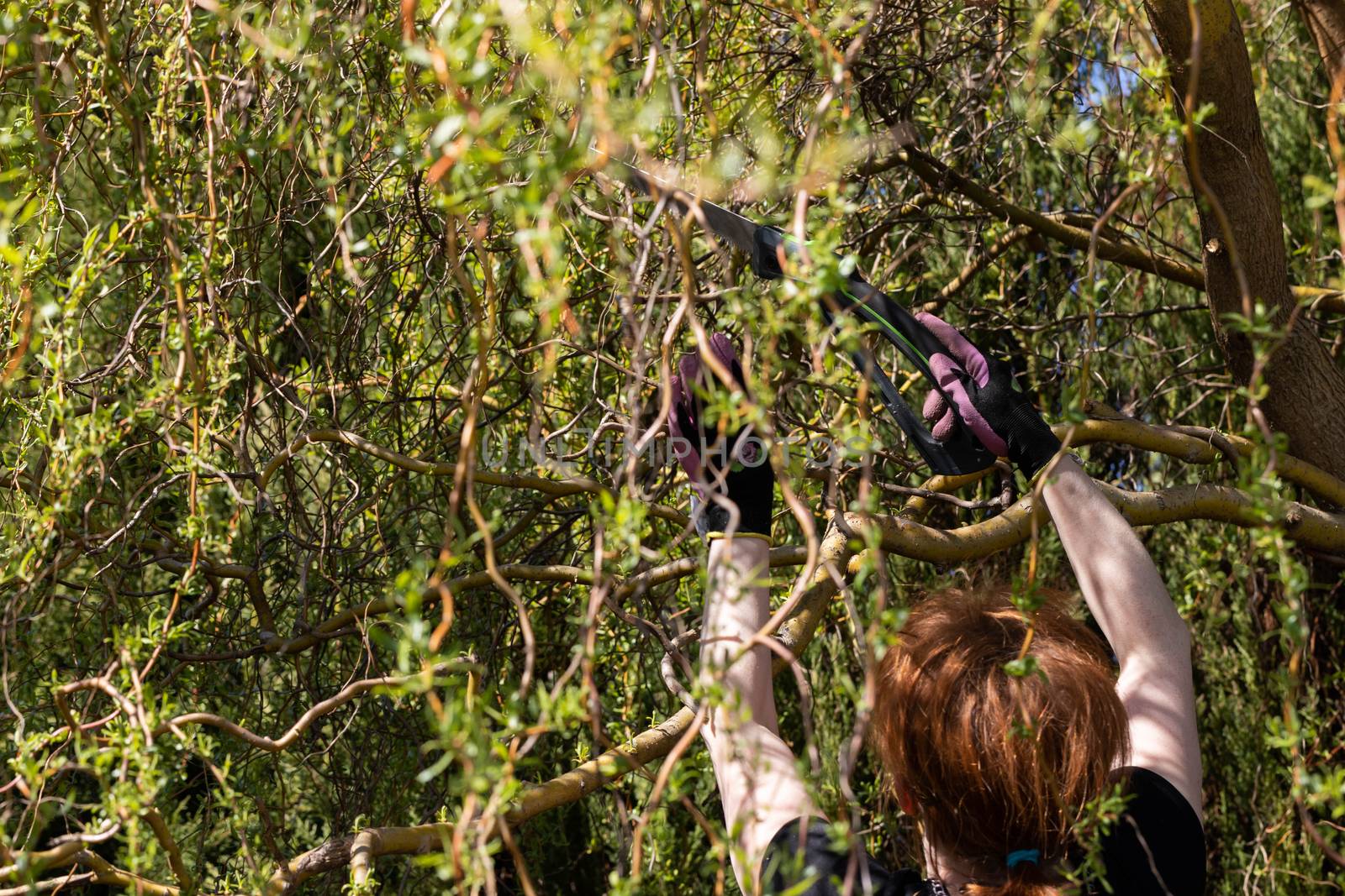 Hand saw for cutting thick branches of the tree. Red-haired woman works as a gardener. Spring cleaning in the garden by the decorative trees.
