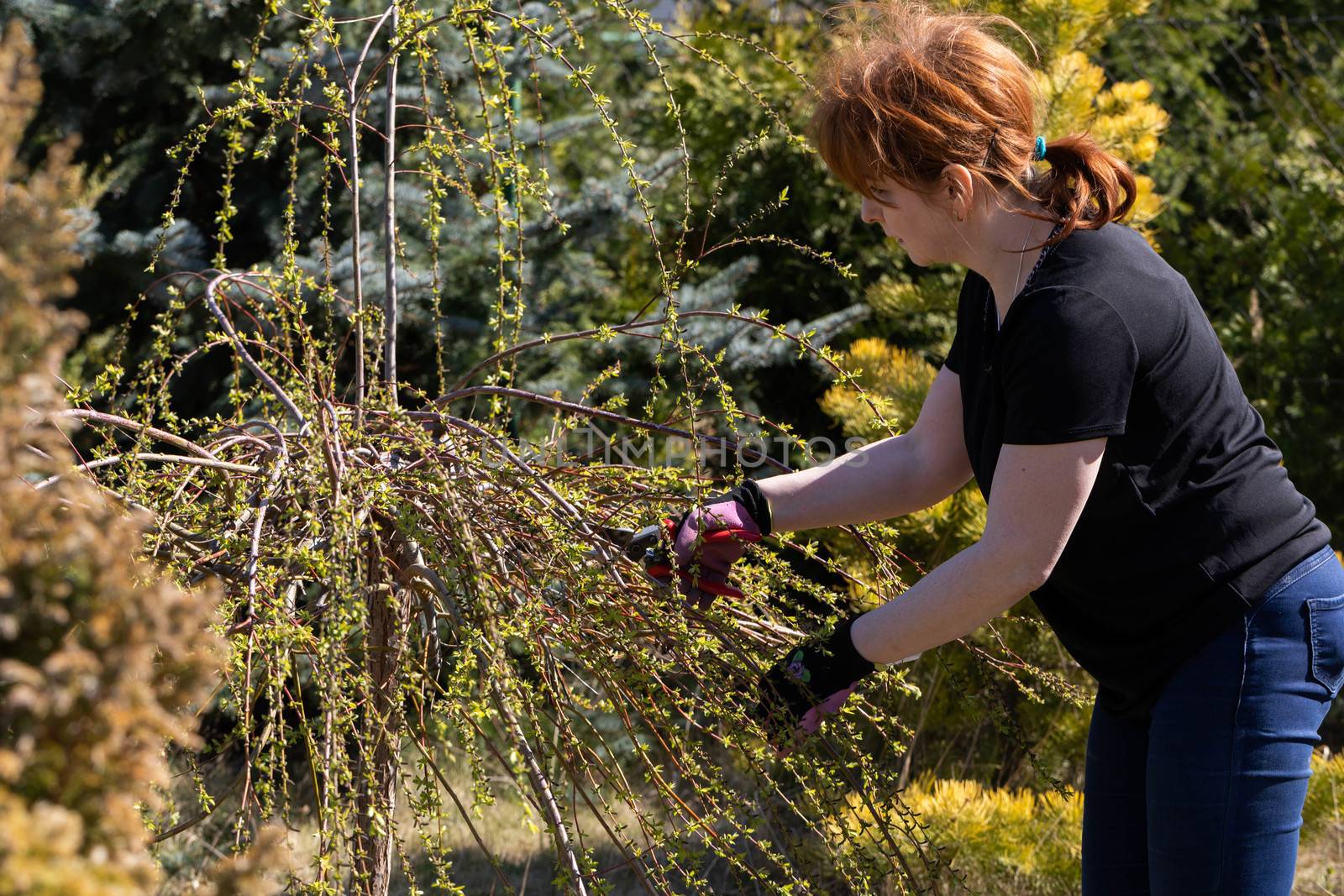 Thick weeping willow crown. Spring pruning of branches. Red-haired girl with pruning shears works on a weeping willow tree.