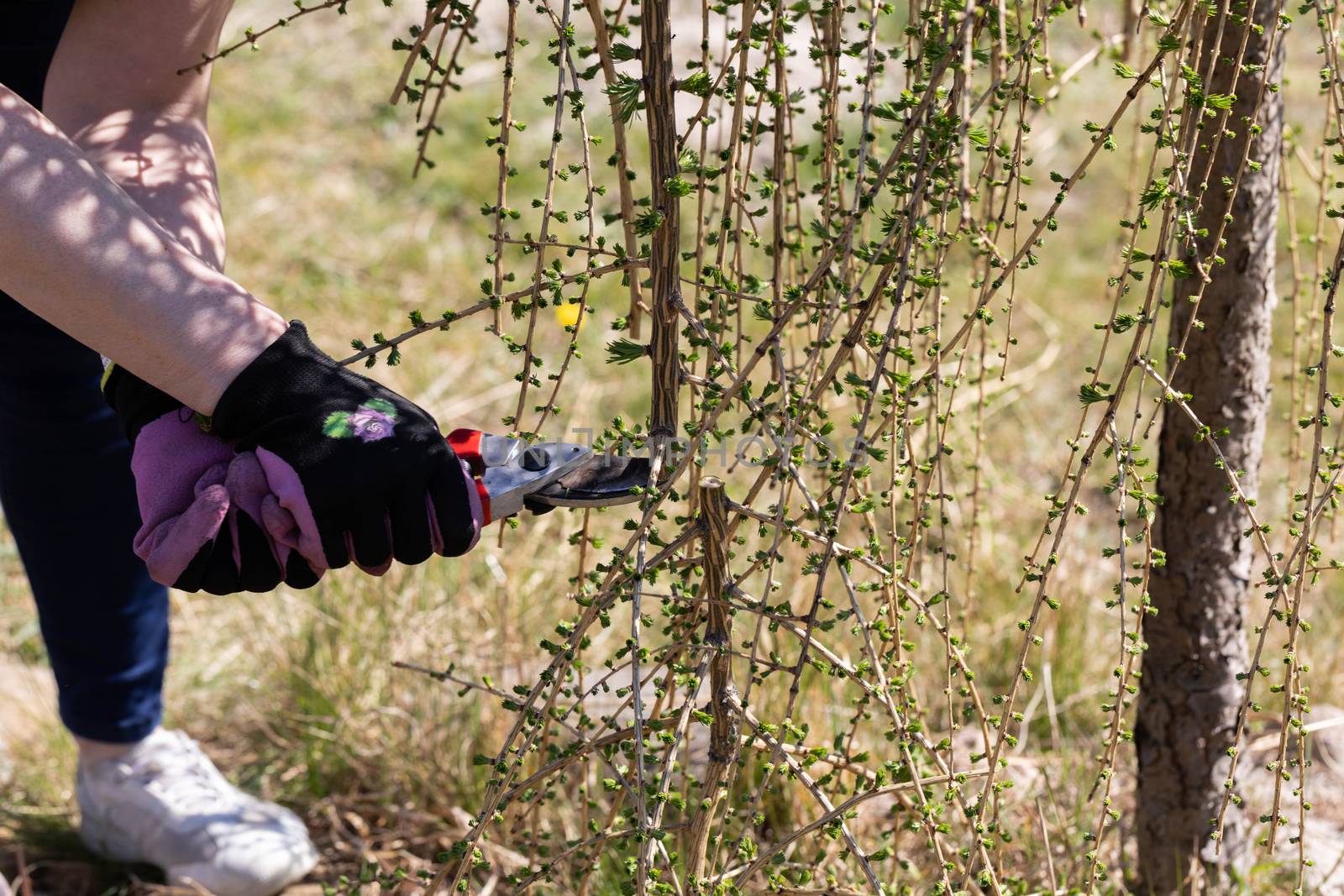 Hand pruner for cutting thick branches of larch tree. Red-haired woman works as a gardener. Spring cleaning in the garden by the decorative trees.
