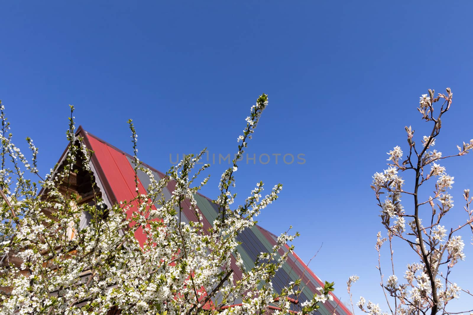 White flowers on the fruit tree. Colorful flat sheet roof. Spring morning.