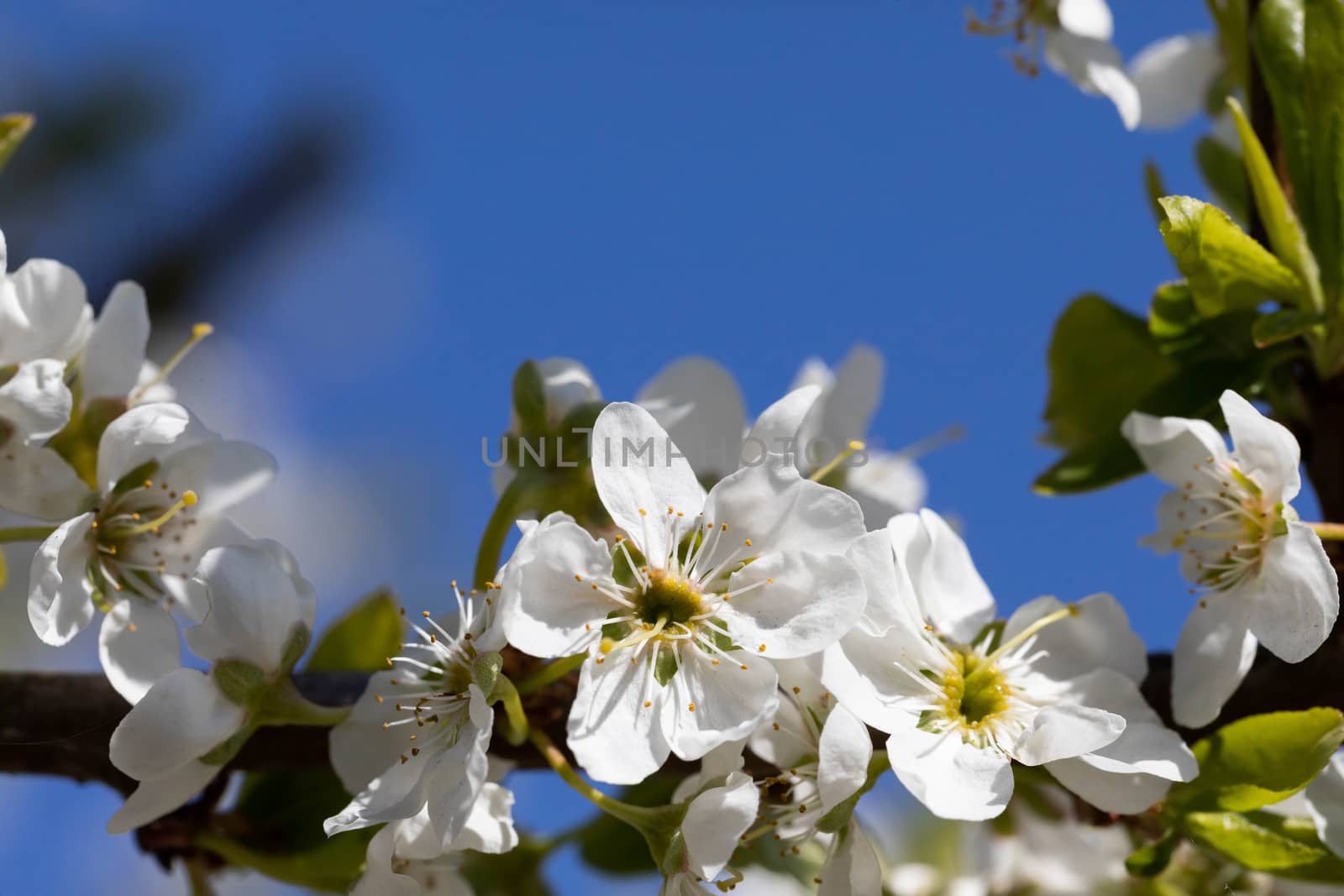White plum blossom petals with stamens covered with yellow quart pollen are waiting for bees.