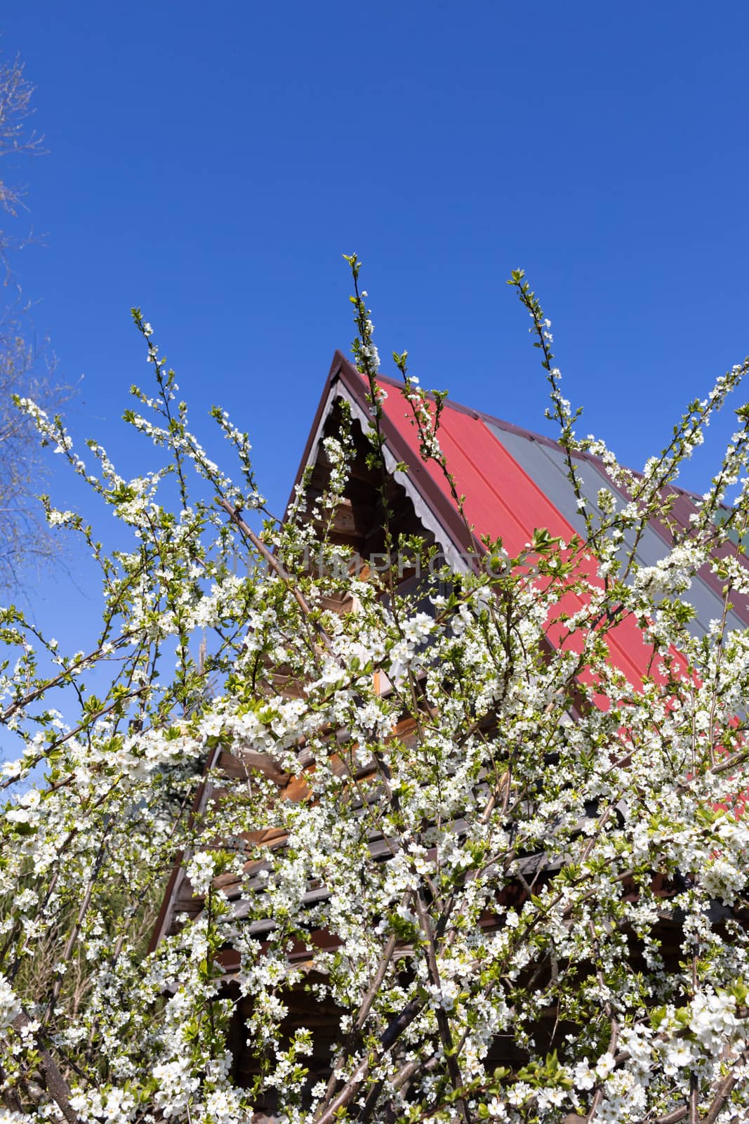 White flowers on the fruit tree. Colorful flat sheet roof. Spring morning.