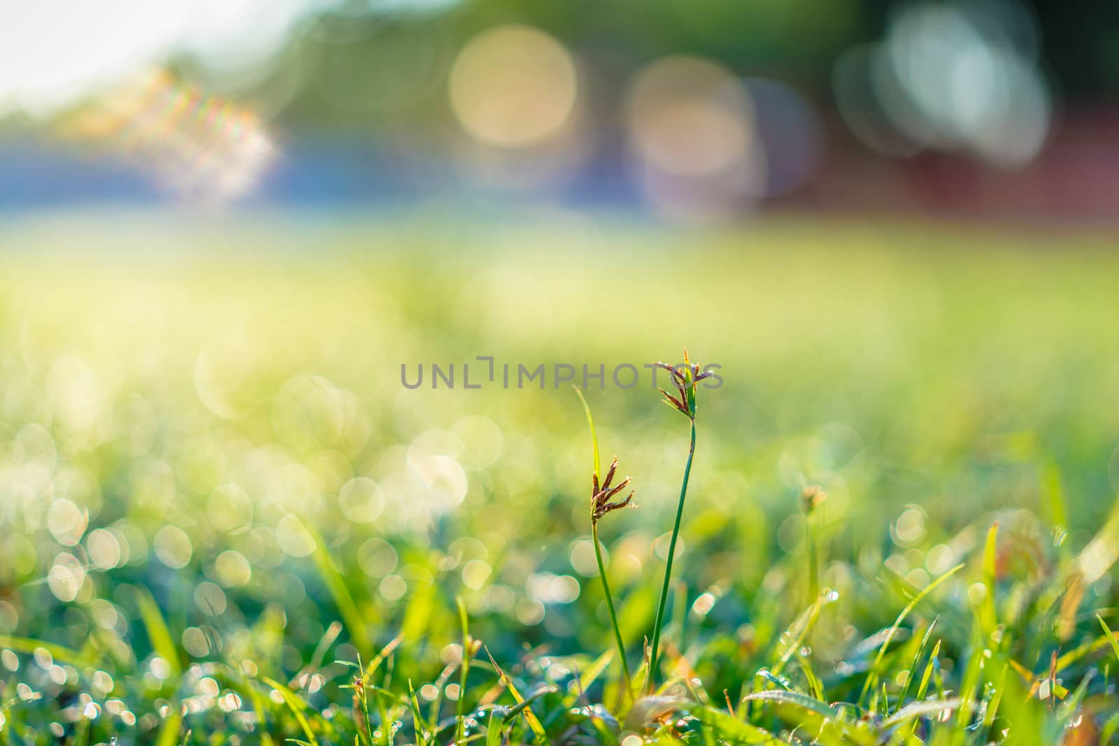 close up grass in the field by domonite