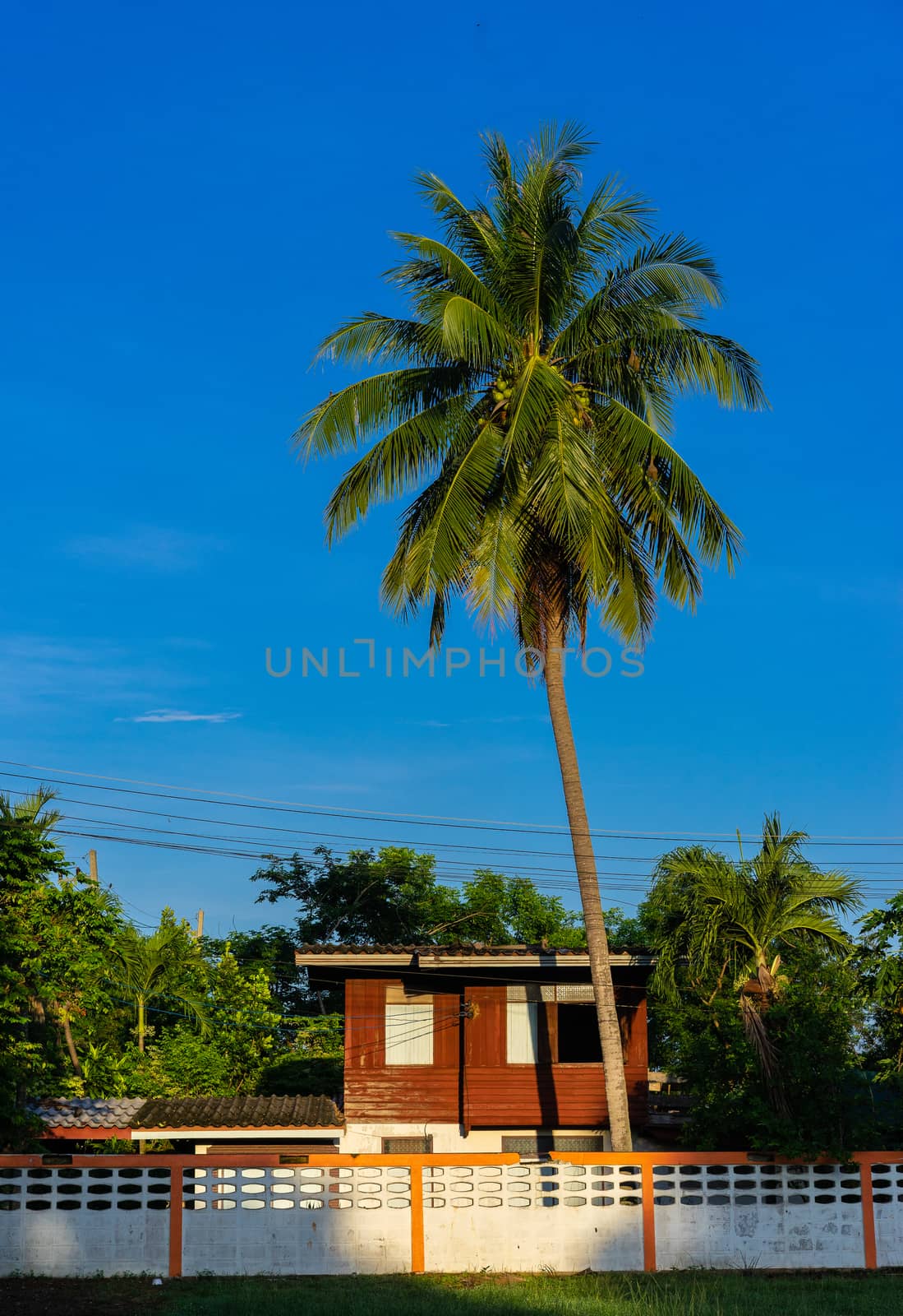 house and coconut tree in the morning by domonite