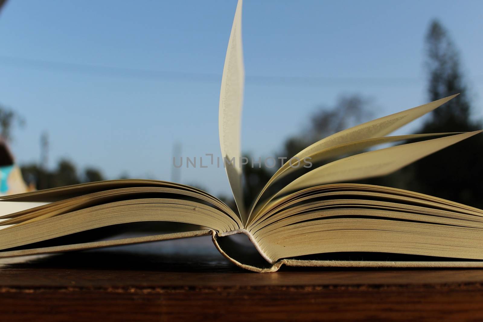 Open book and leafed by the wind by soniabonet