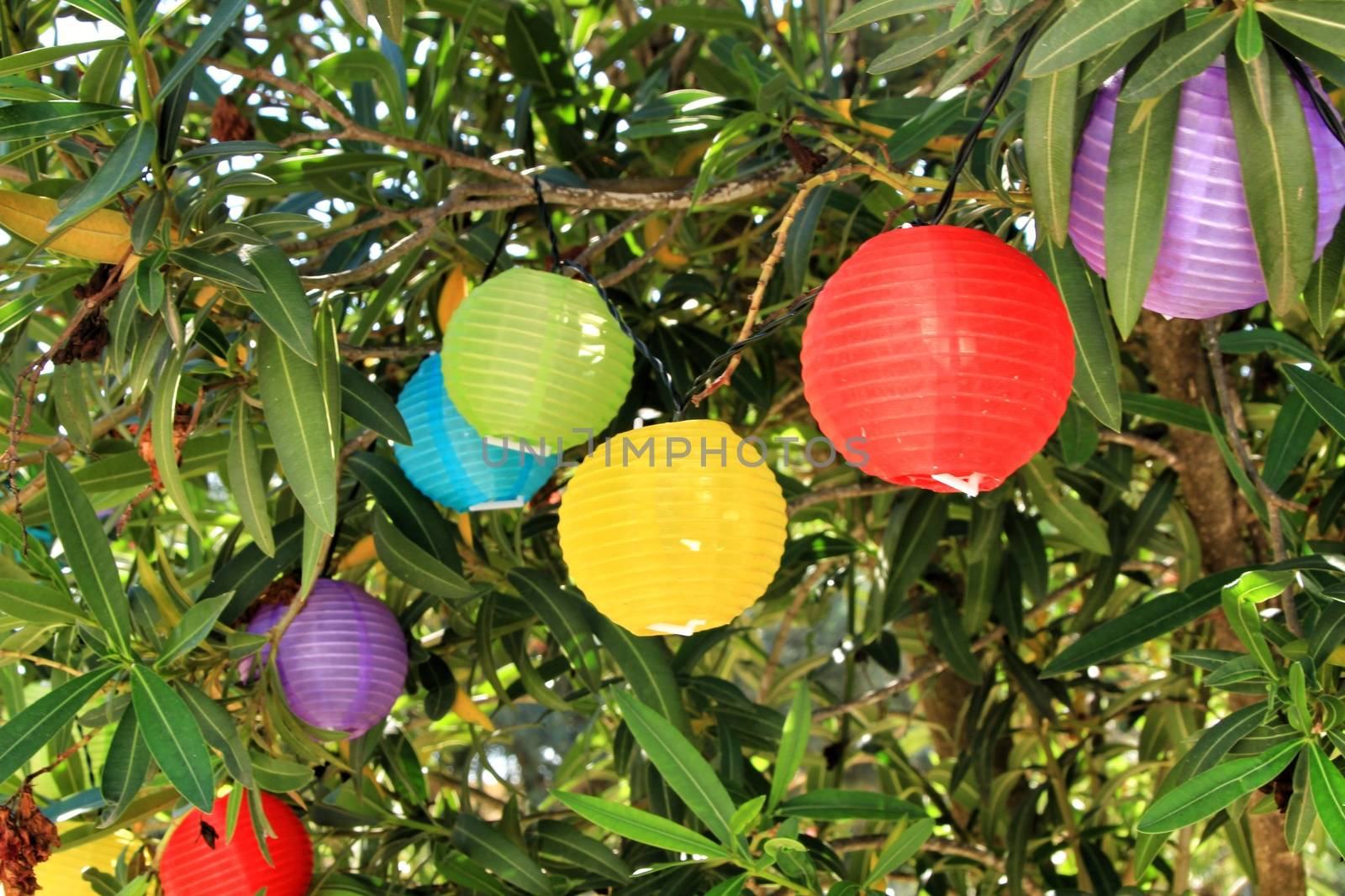 Colored round lanterns hanging on a tree in the garden