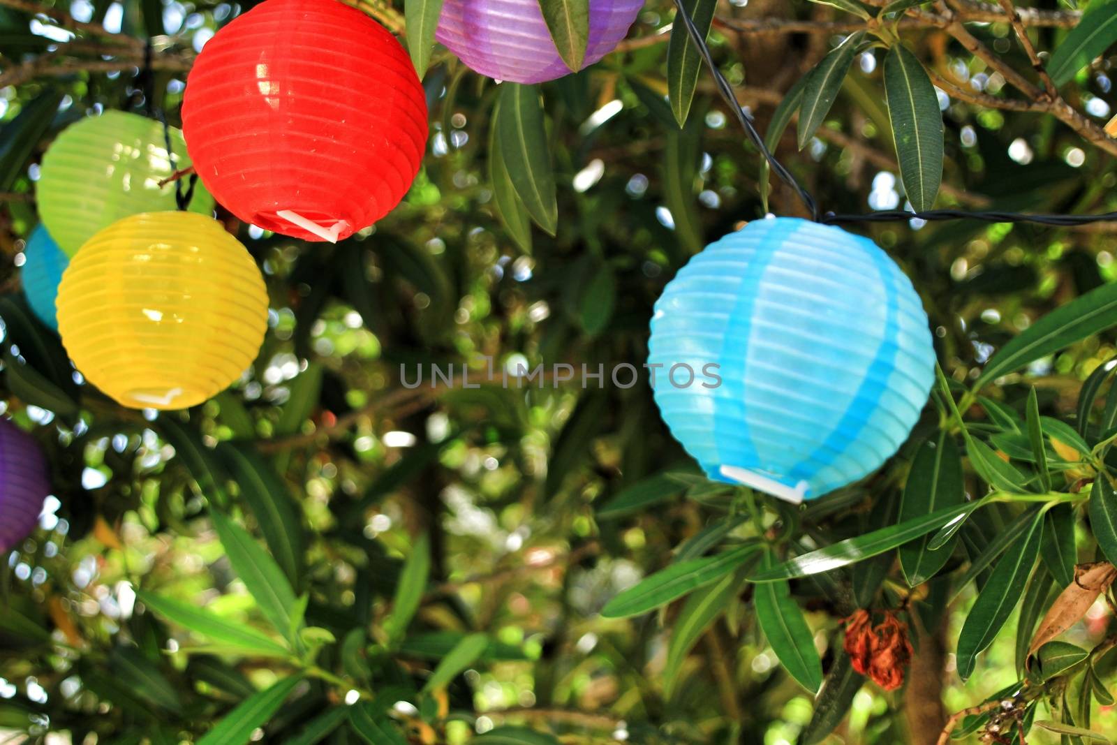 Colored round lanterns hanging on a tree in the garden