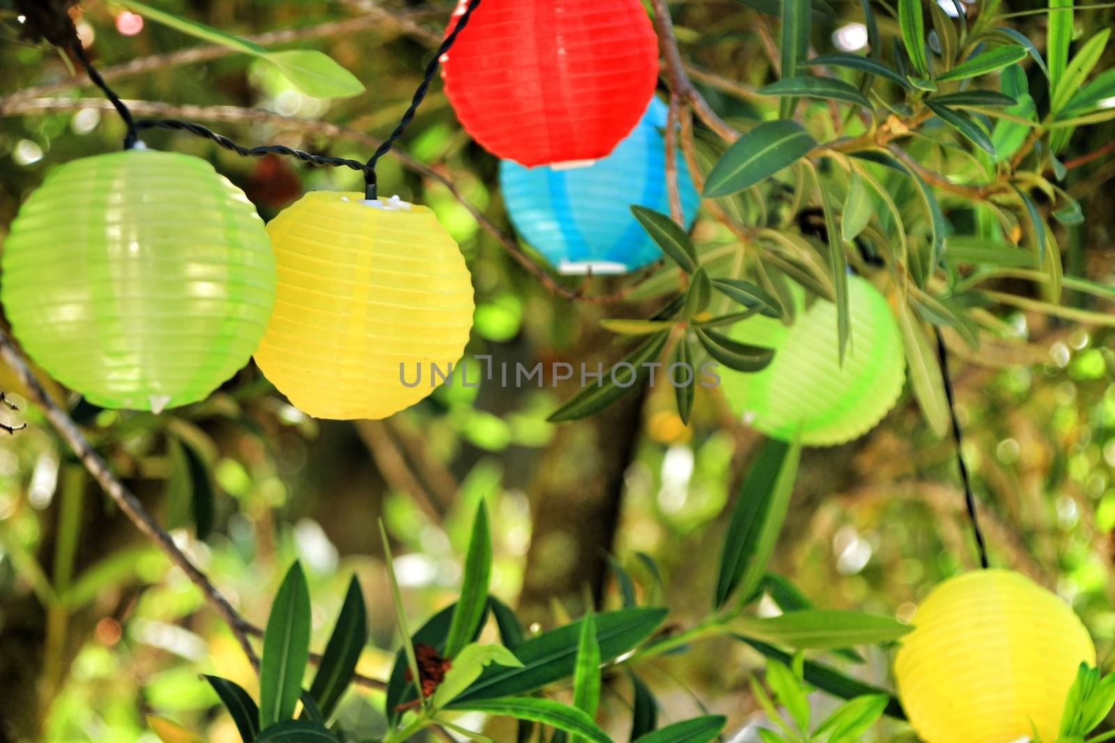 Colored round lanterns hanging on a tree in the garden