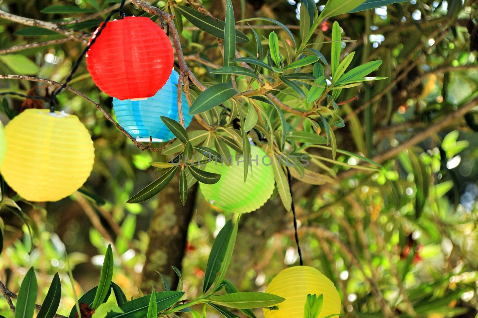 Colored round lanterns hanging on a tree in the garden