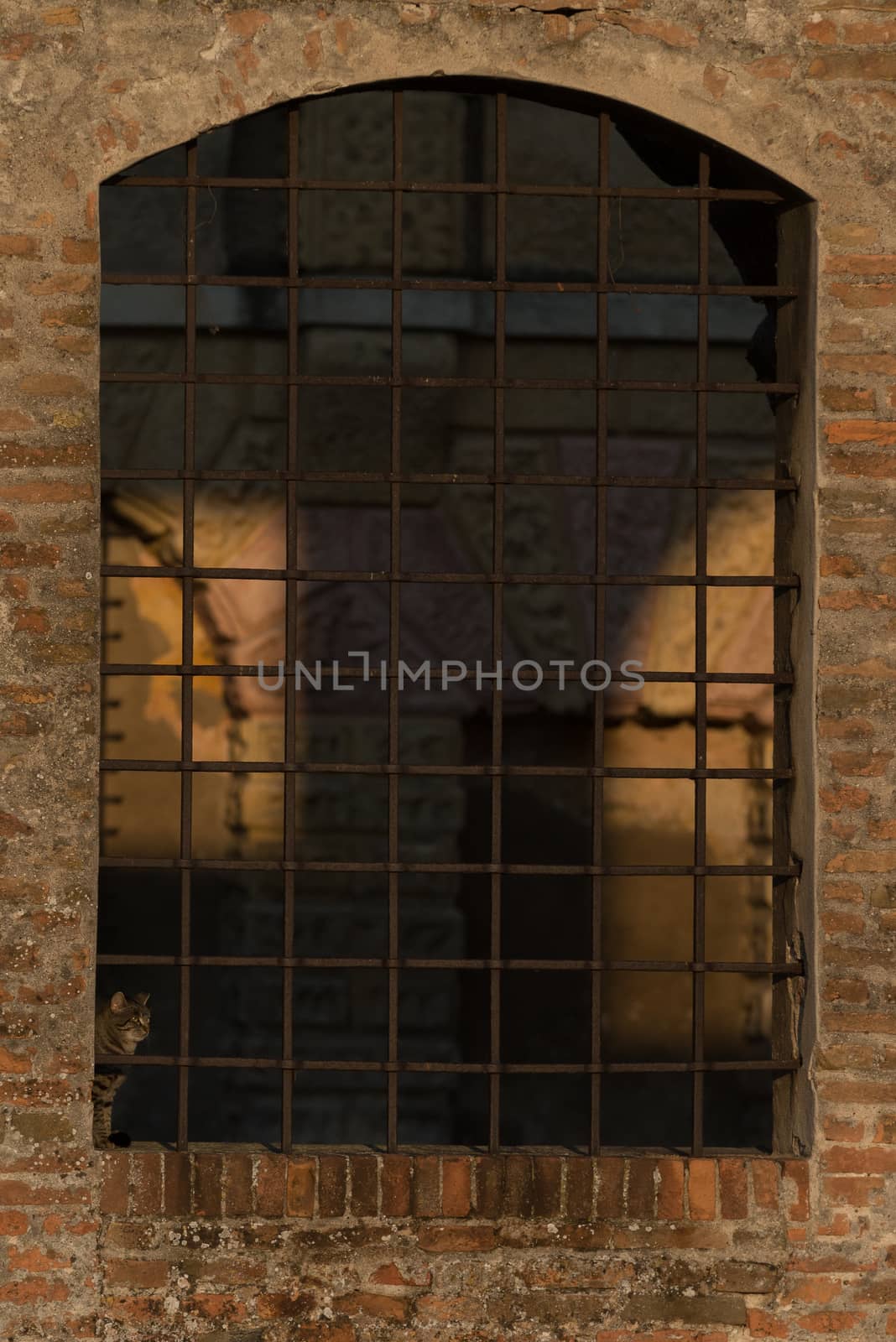 A kitten looks out from the grate of a window of an ancient building illuminated by the warm morning lights