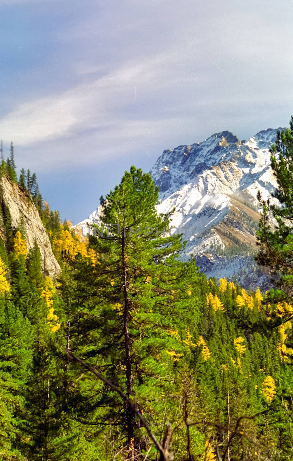 A pine tree in the woods. large conifer. by DePo