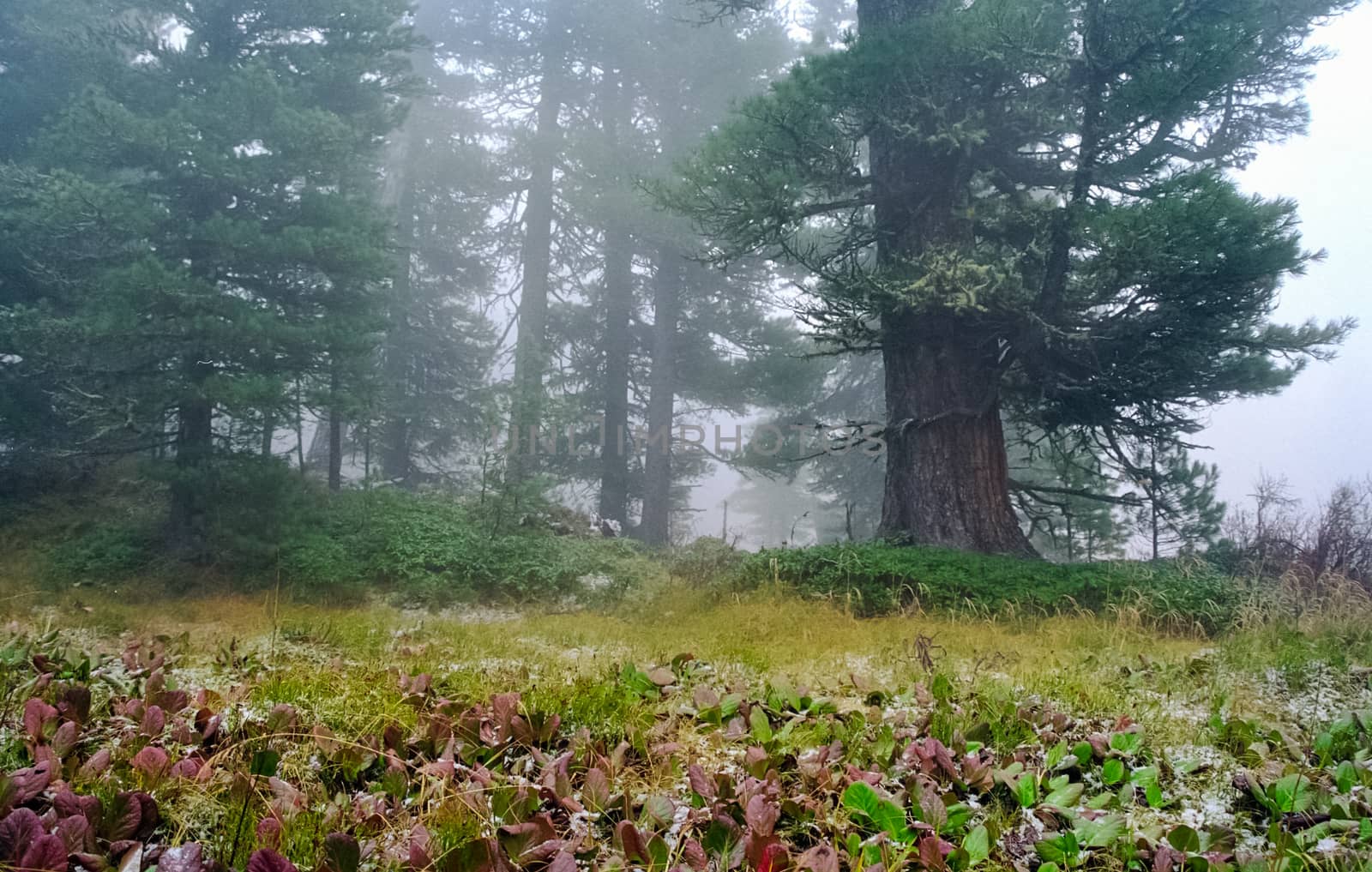 A pine tree in the woods. A large conifer.