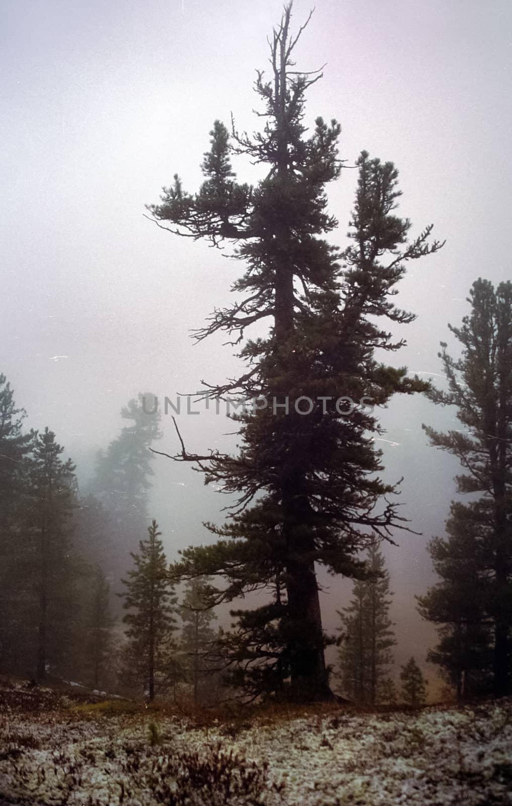 A pine tree in the woods. A large conifer.