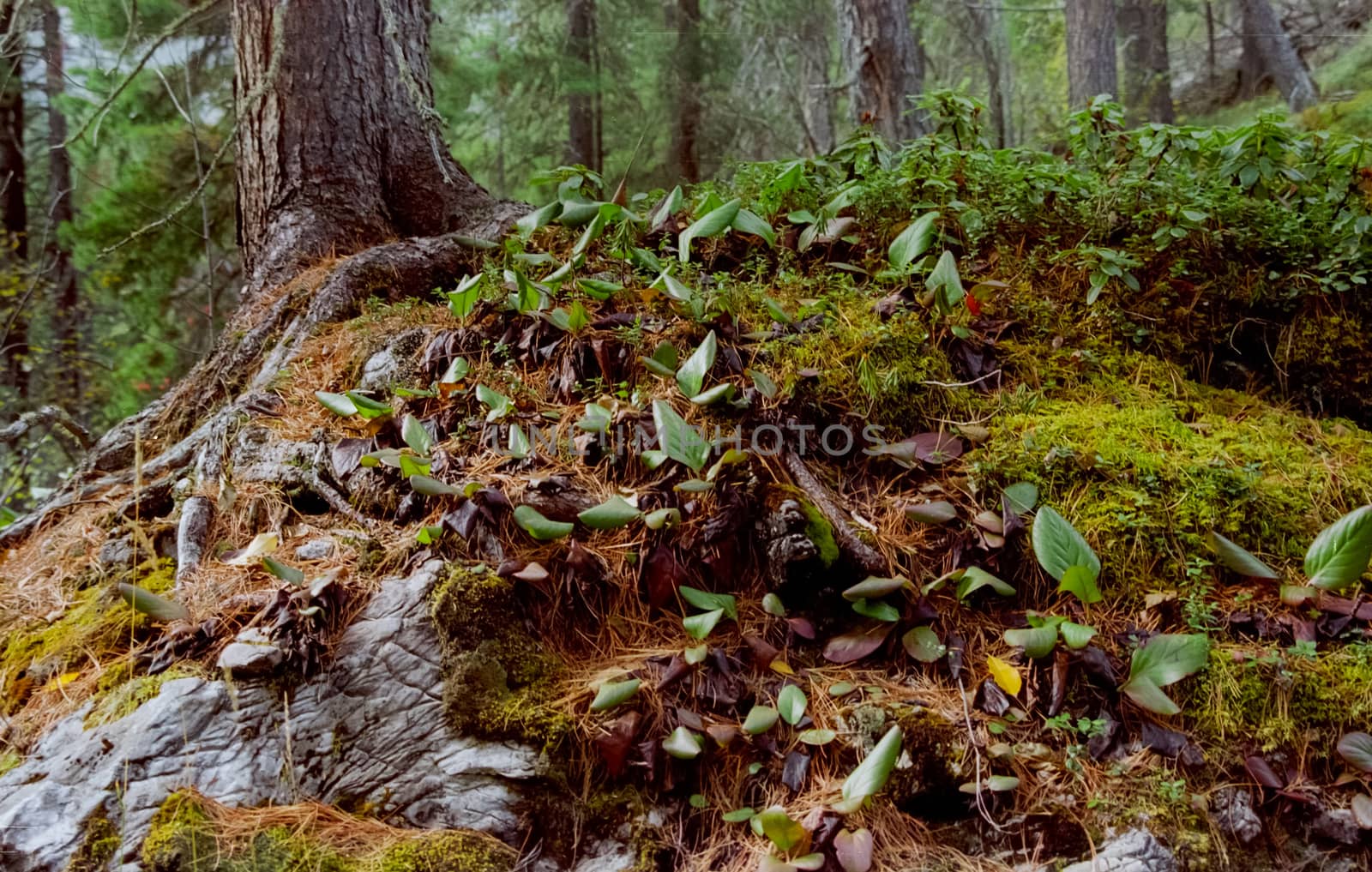 Forest nature near the ground. Vegetation in the mountain taiga.