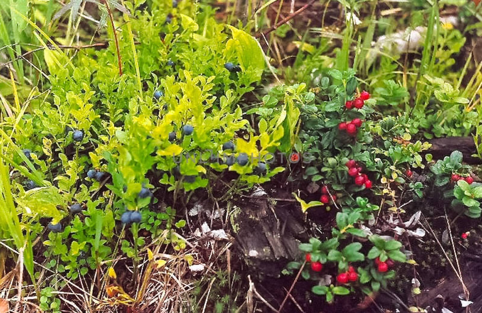 Forest nature near the ground. Vegetation in mountain taiga. by DePo