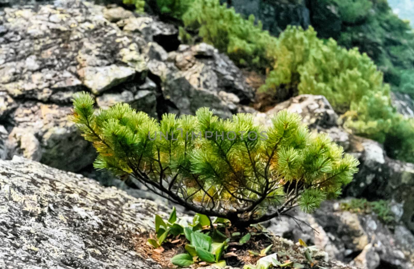 Forest nature near the ground. Vegetation in the mountain taiga.