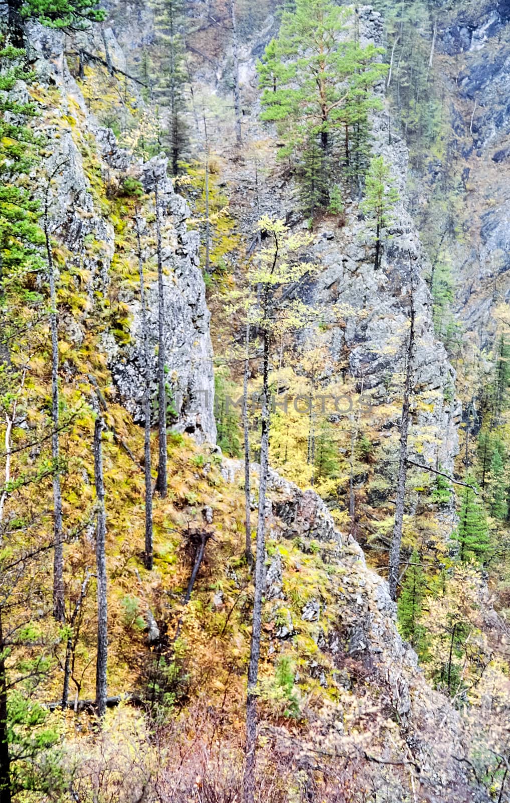 Forest nature near the ground. Vegetation in the mountain taiga.