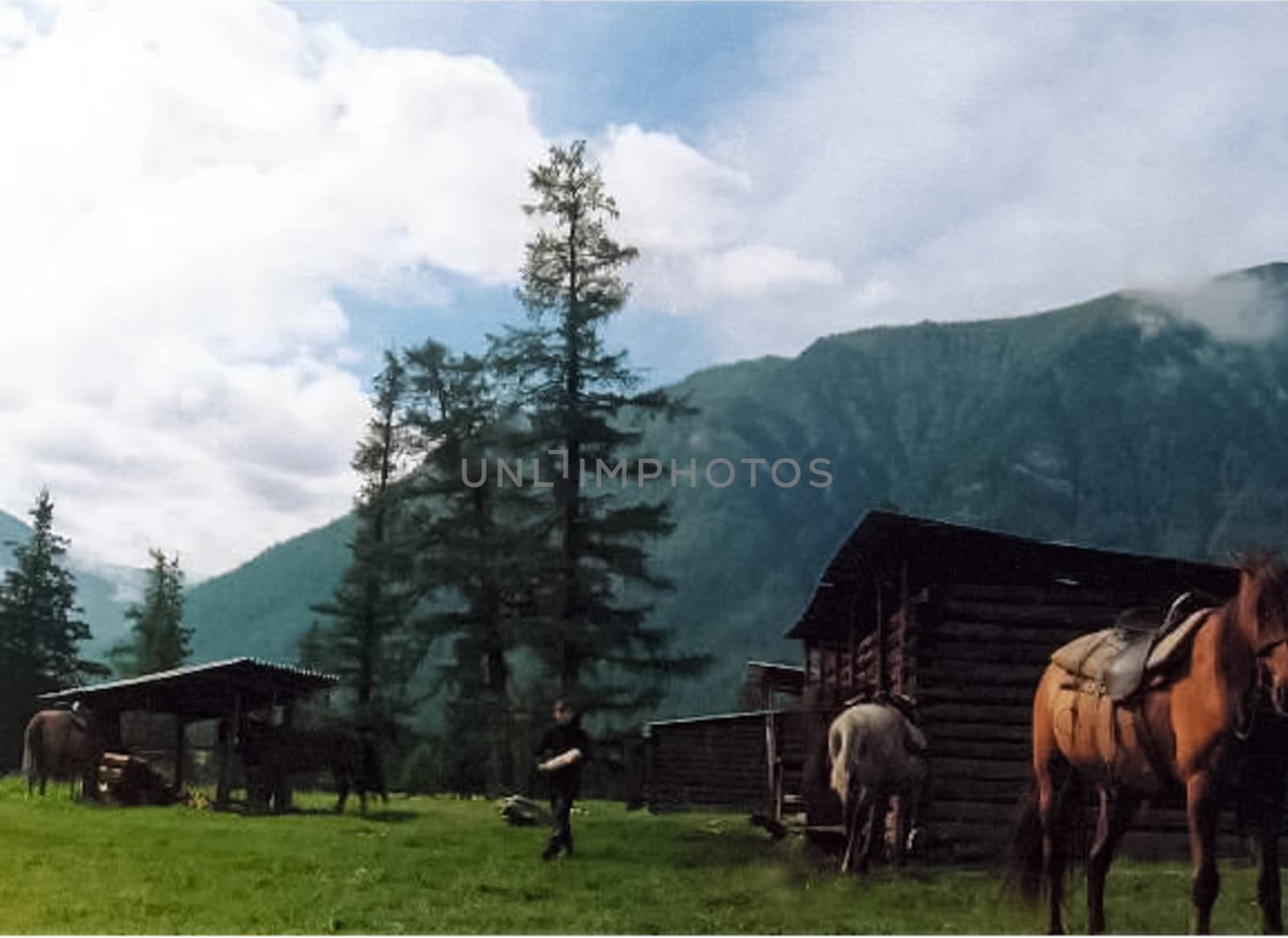 Horses in the meadow near sheds and stables.