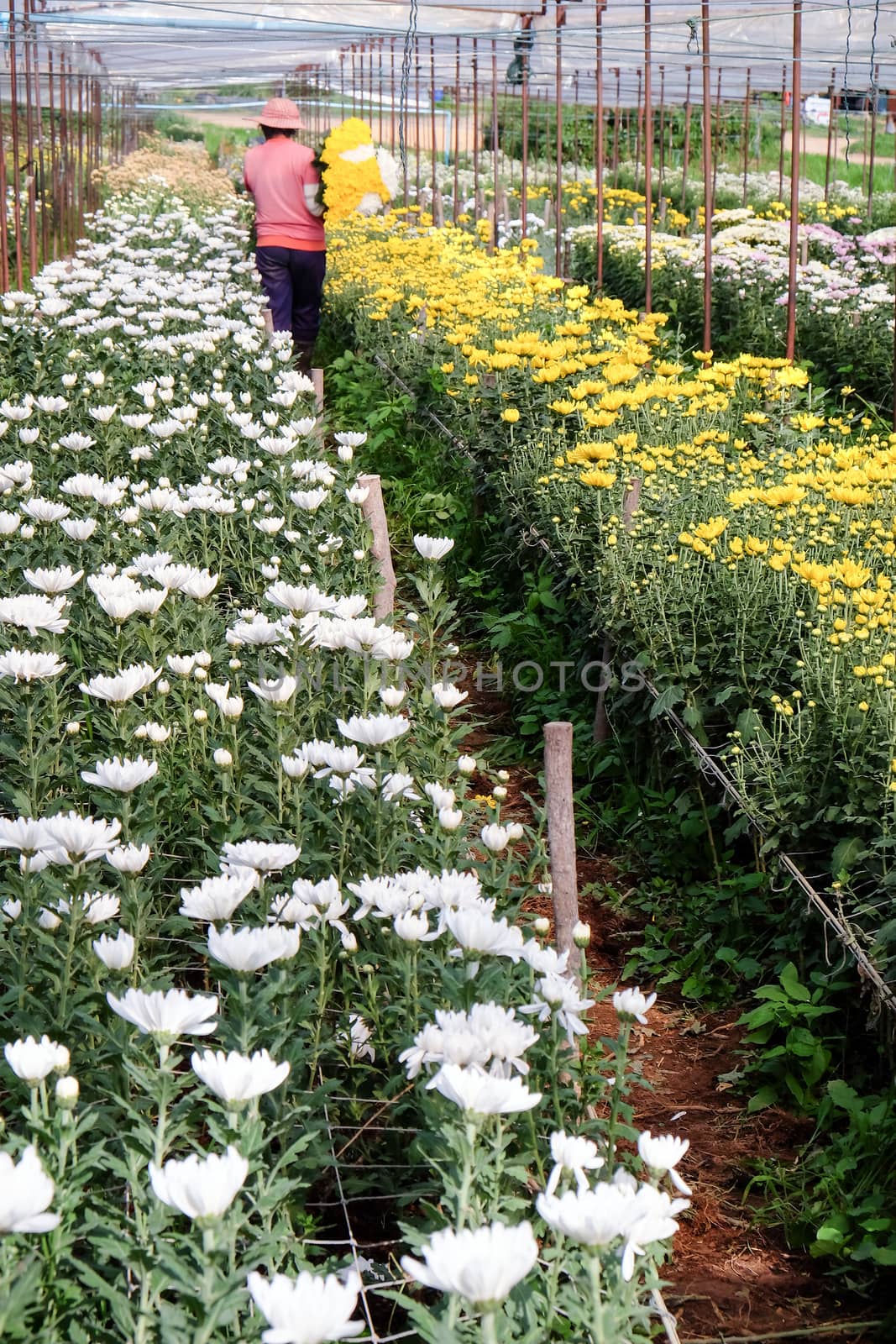 View of Gerbera cultivated flowers by ponsulak