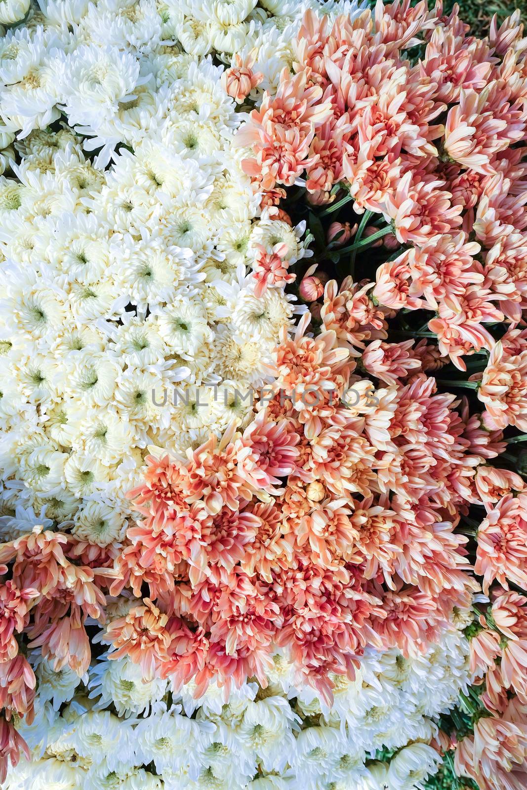 close up image of fresh gerbera flowers in greenhouse at Saraburi Province, Thailand