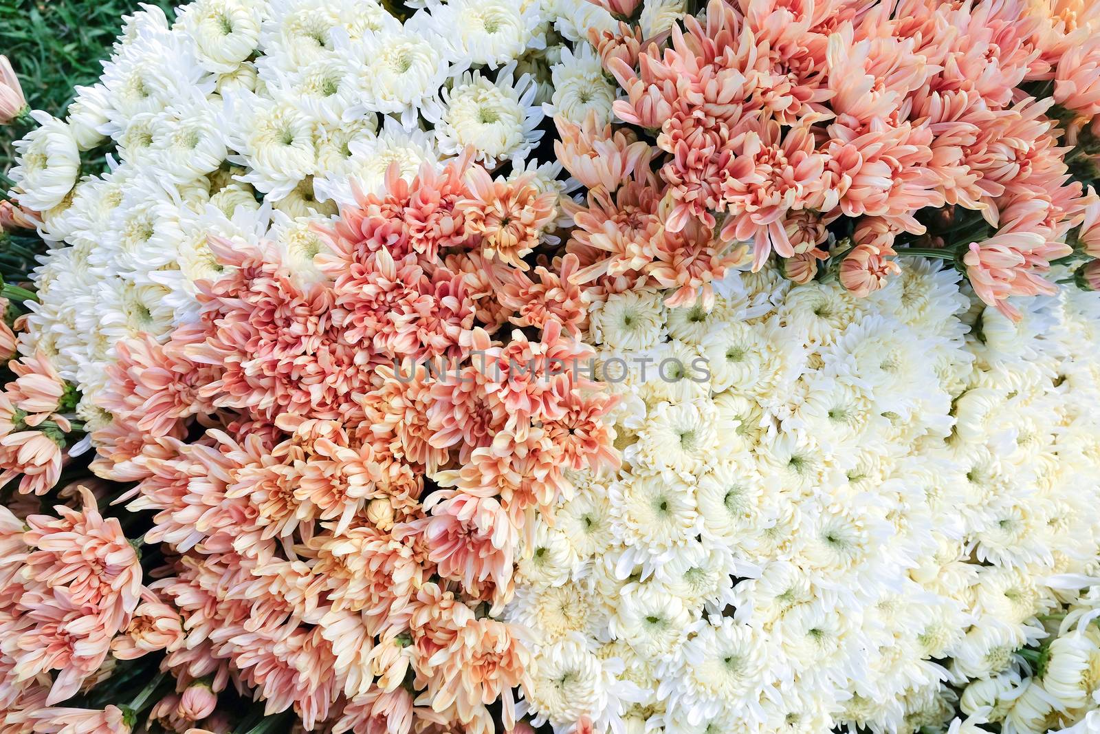 close up image of fresh gerbera flowers in greenhouse at Saraburi Province, Thailand
