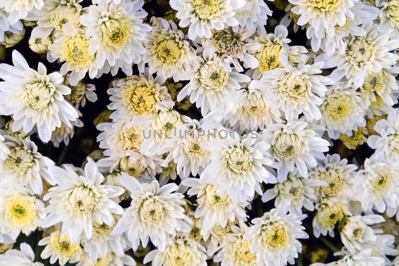 close up image of fresh gerbera flowers in greenhouse at Saraburi Province, Thailand