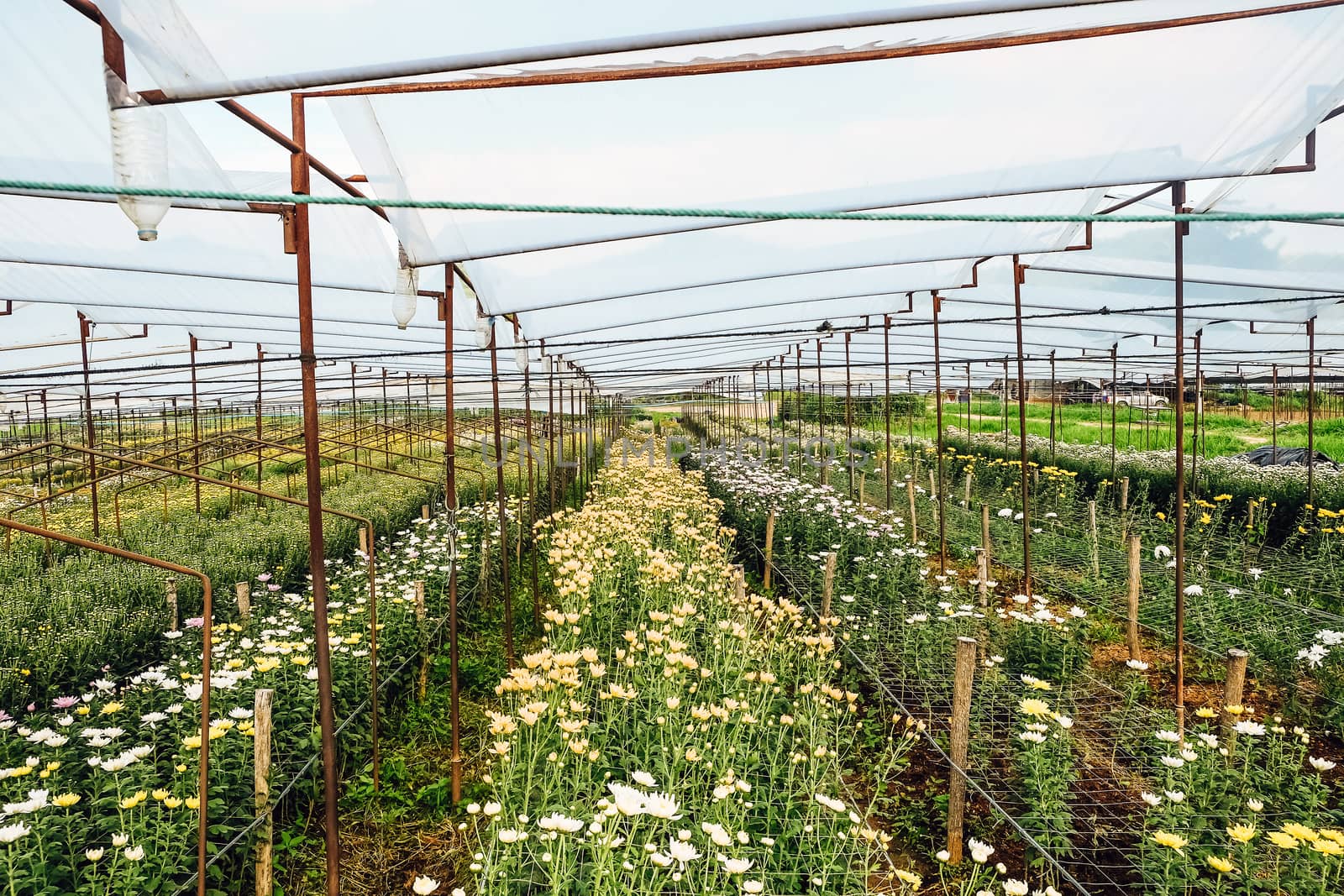 View of Gerbera cultivated flower beds and chrysanthemum flowers are being cultivated on a farm in Saraburi, Thailand