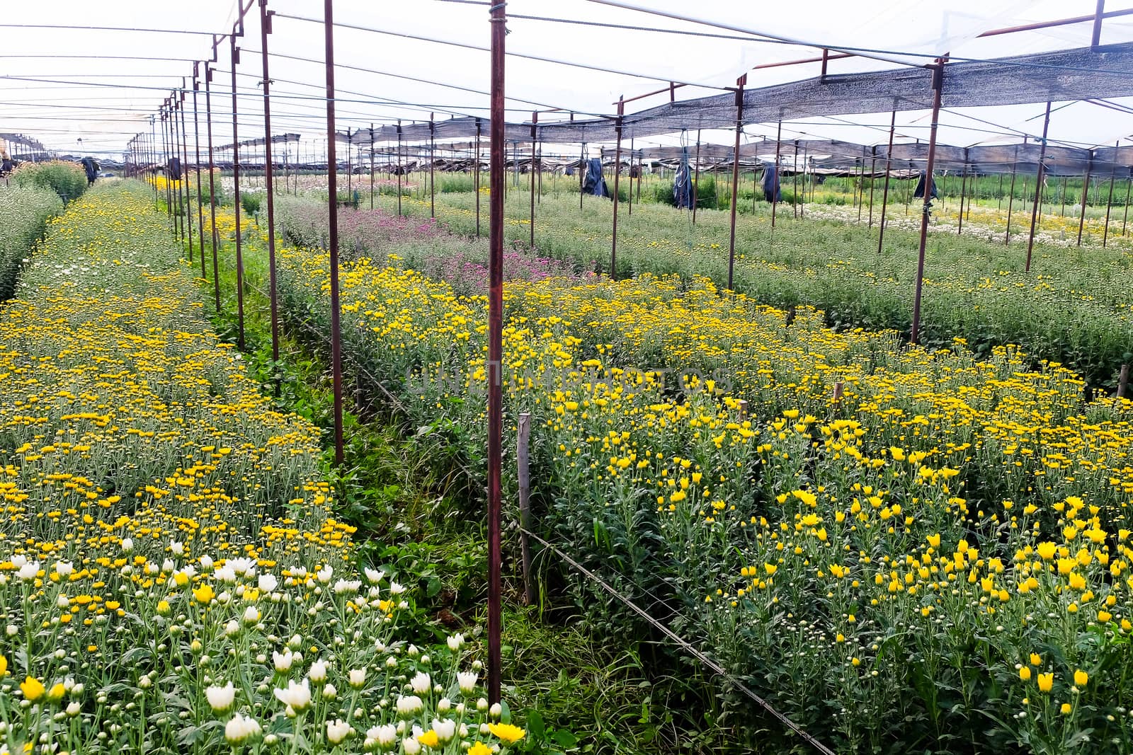 View of Gerbera cultivated flower beds and chrysanthemum flowers are being cultivated on a farm in Saraburi, Thailand
