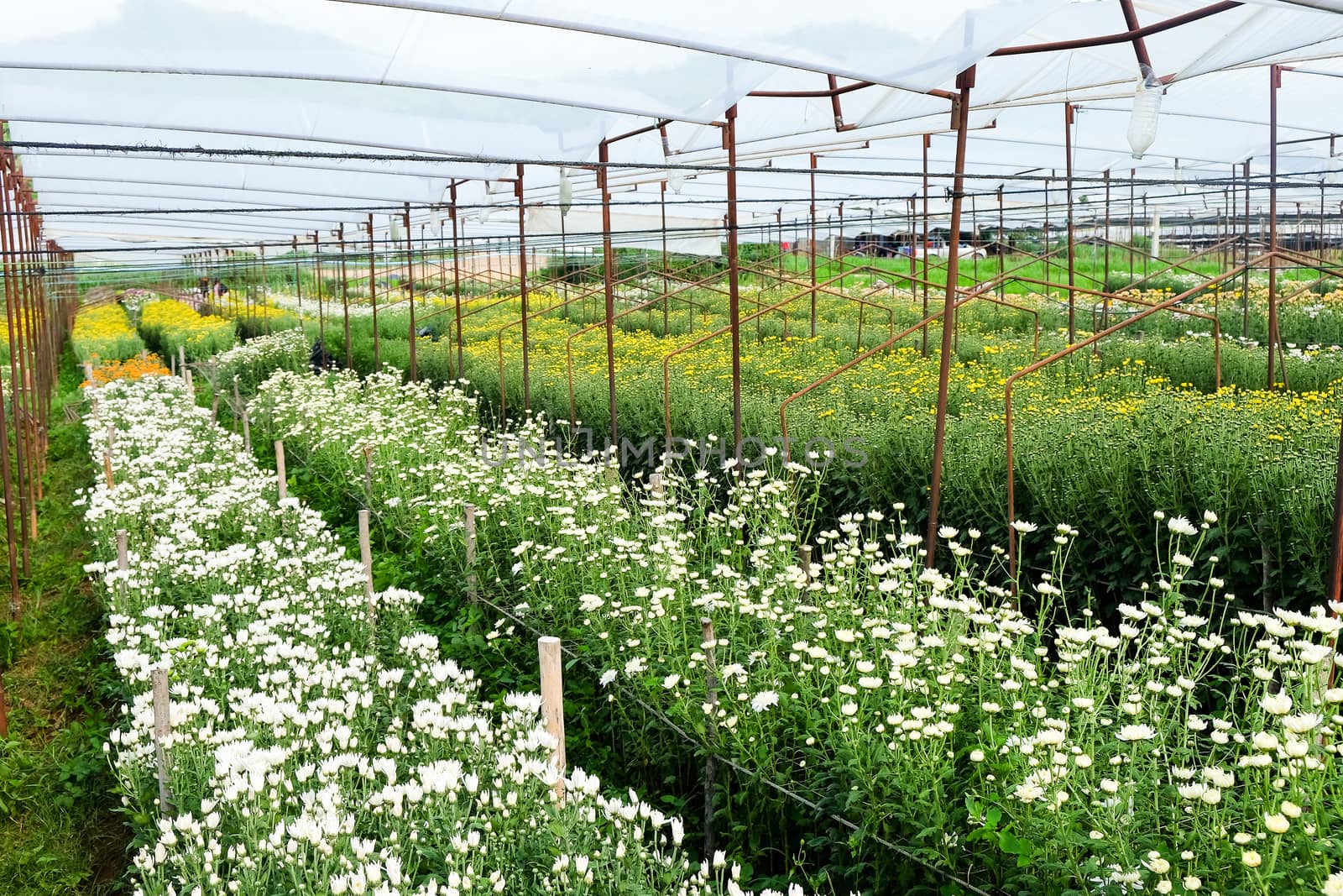 View of Gerbera cultivated flower beds and chrysanthemum flowers are being cultivated on a farm in Saraburi, Thailand